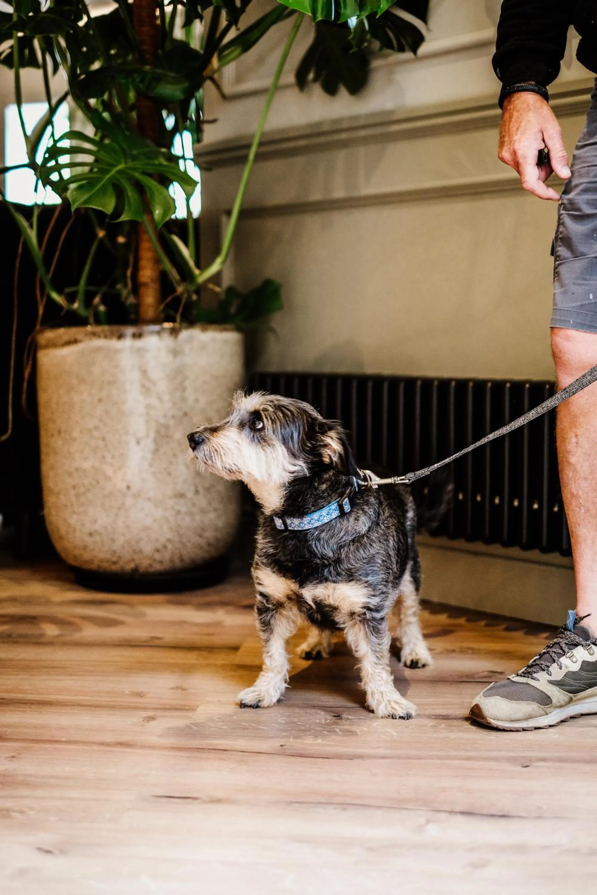 Pets in Dartmoor Lodge Hotel