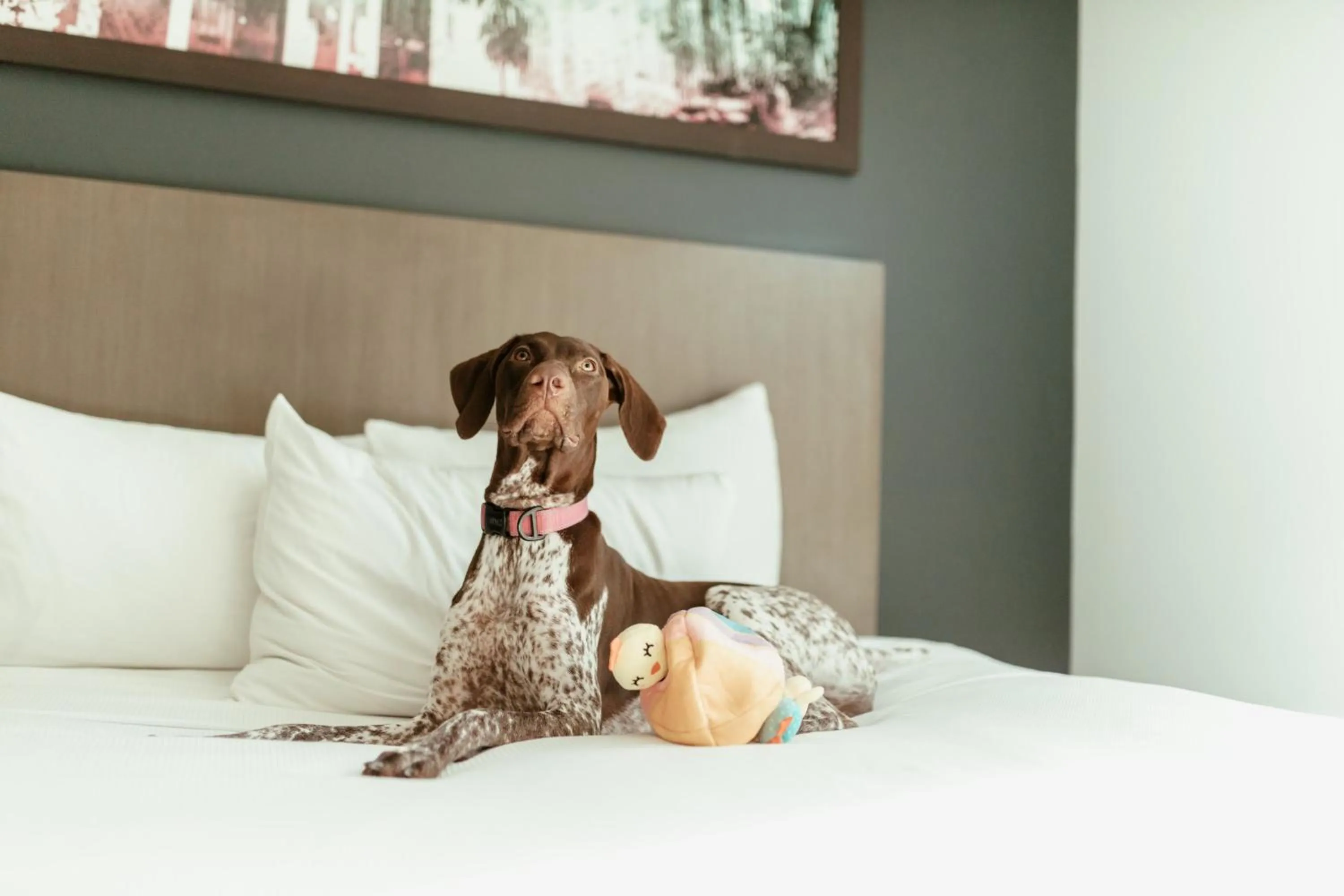 Pets, Bed in Hyatt House San Juan