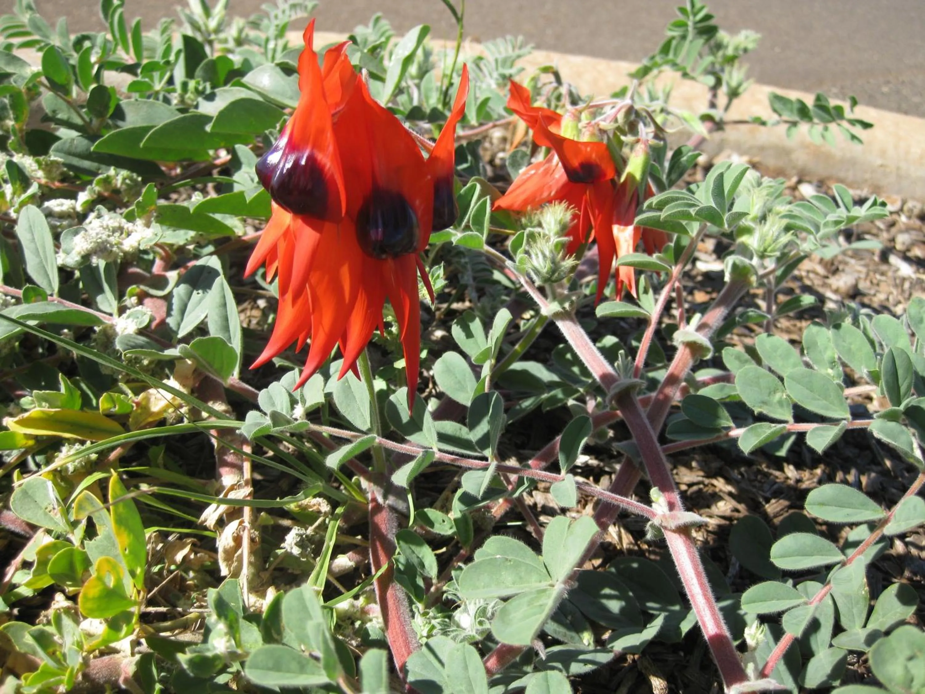 Garden in Meekatharra Accommodation Centre