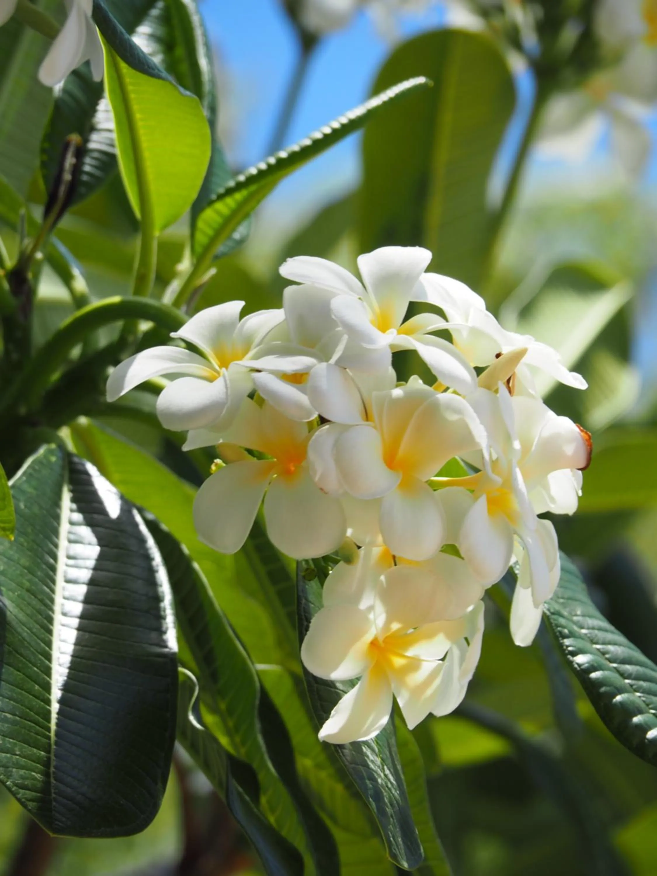 Garden in Sunbird Motel