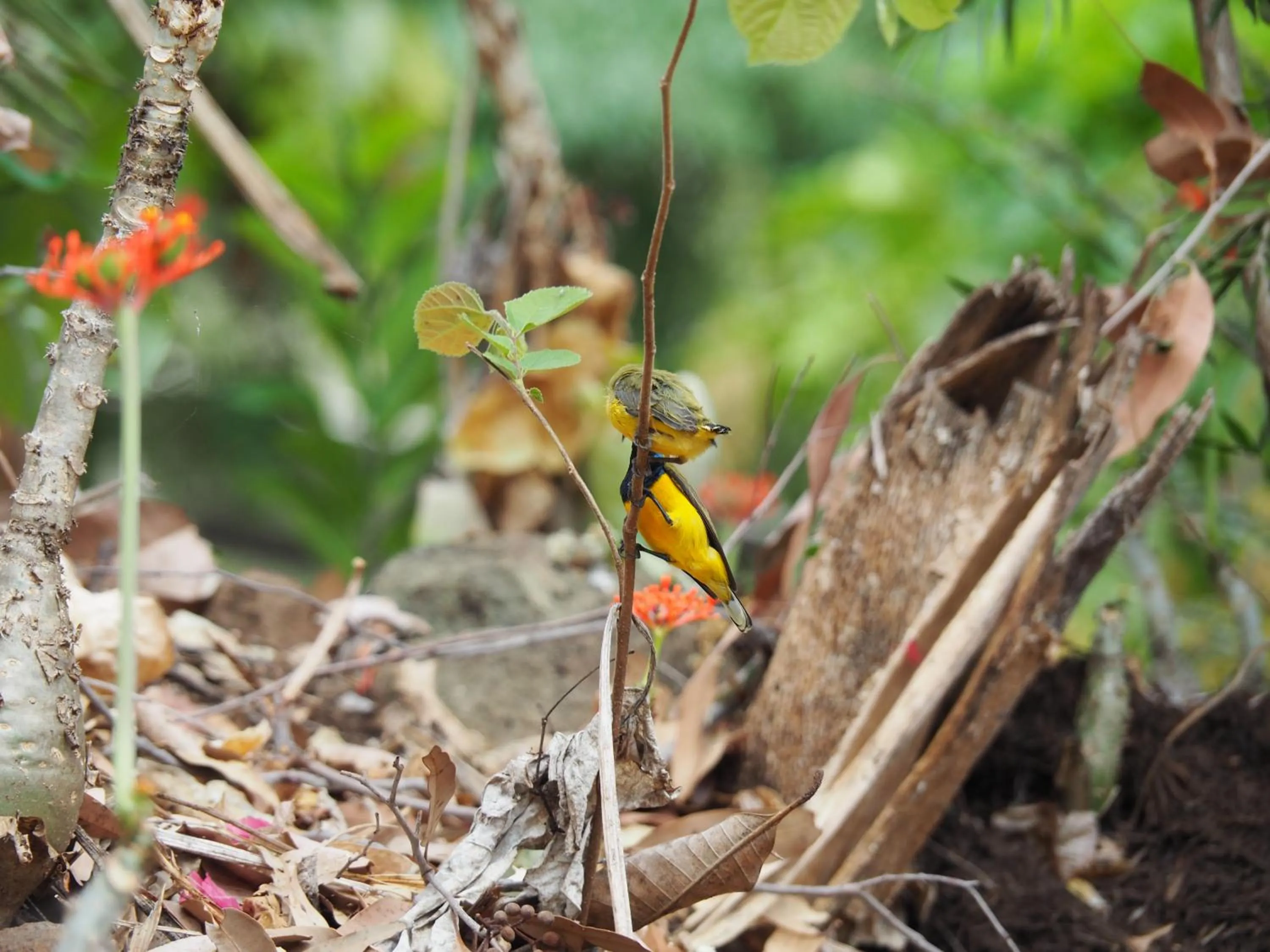 Animals in Sunbird Motel