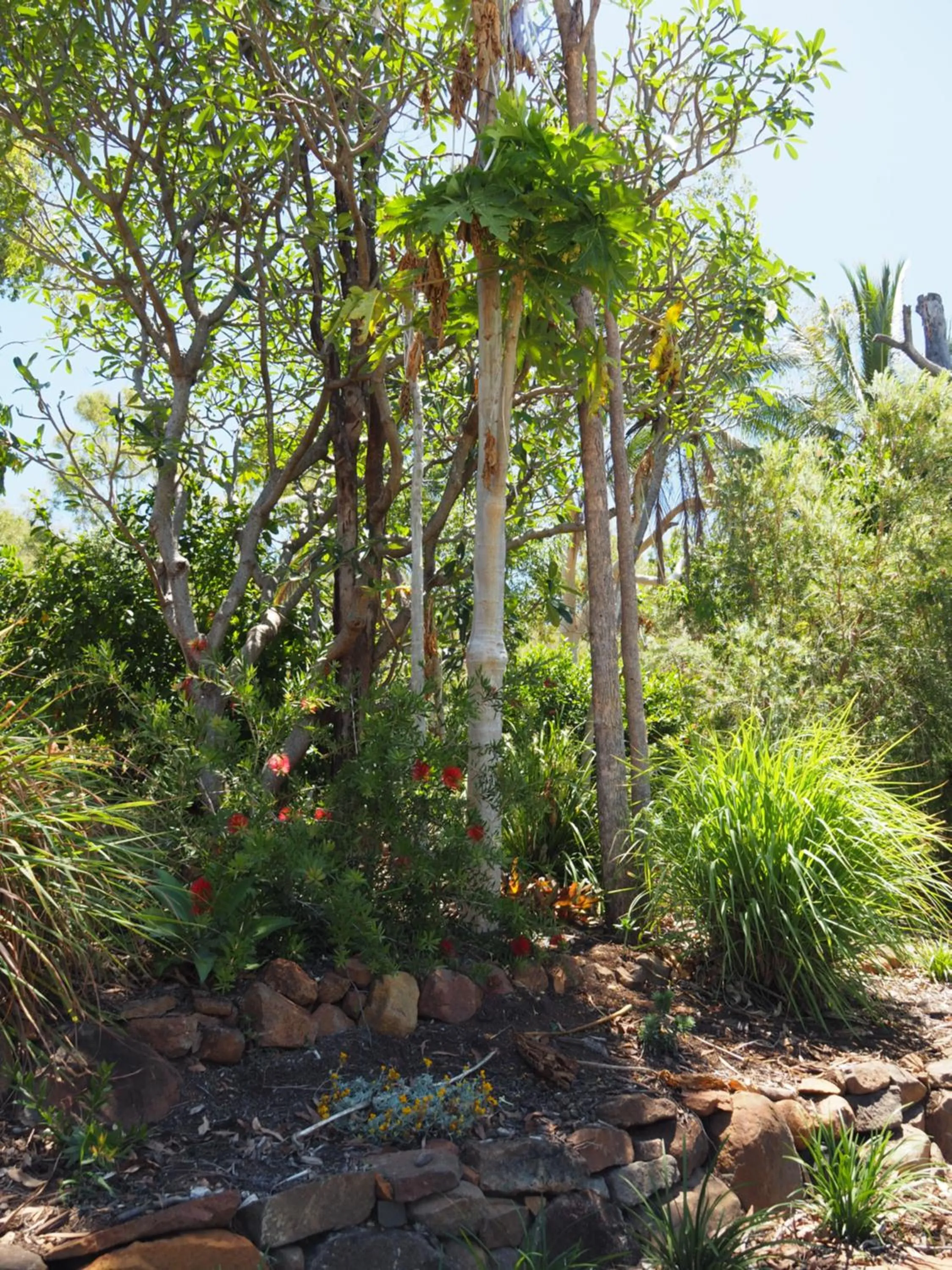 Garden in Sunbird Motel