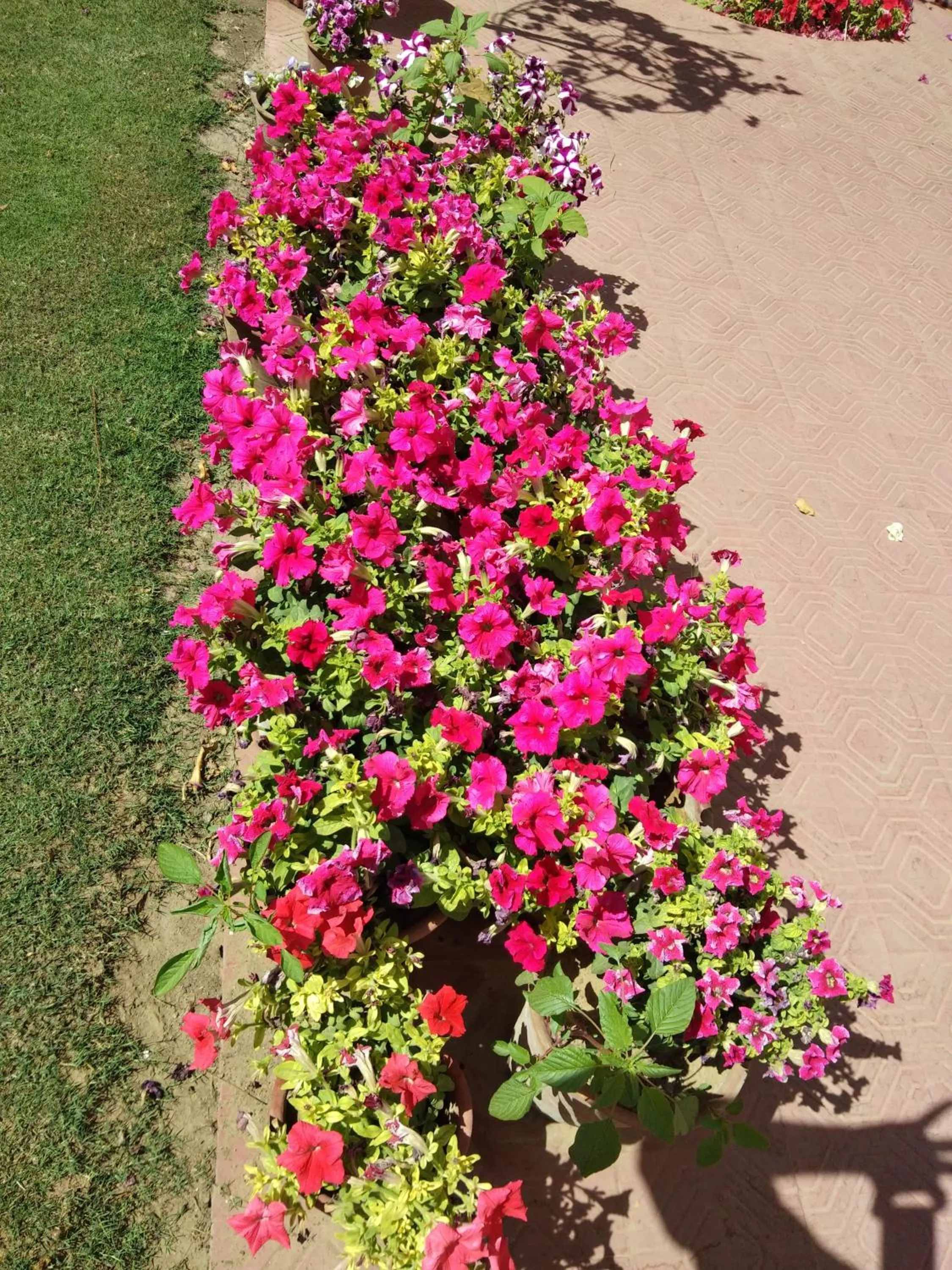Garden in Hotel Meghniwas