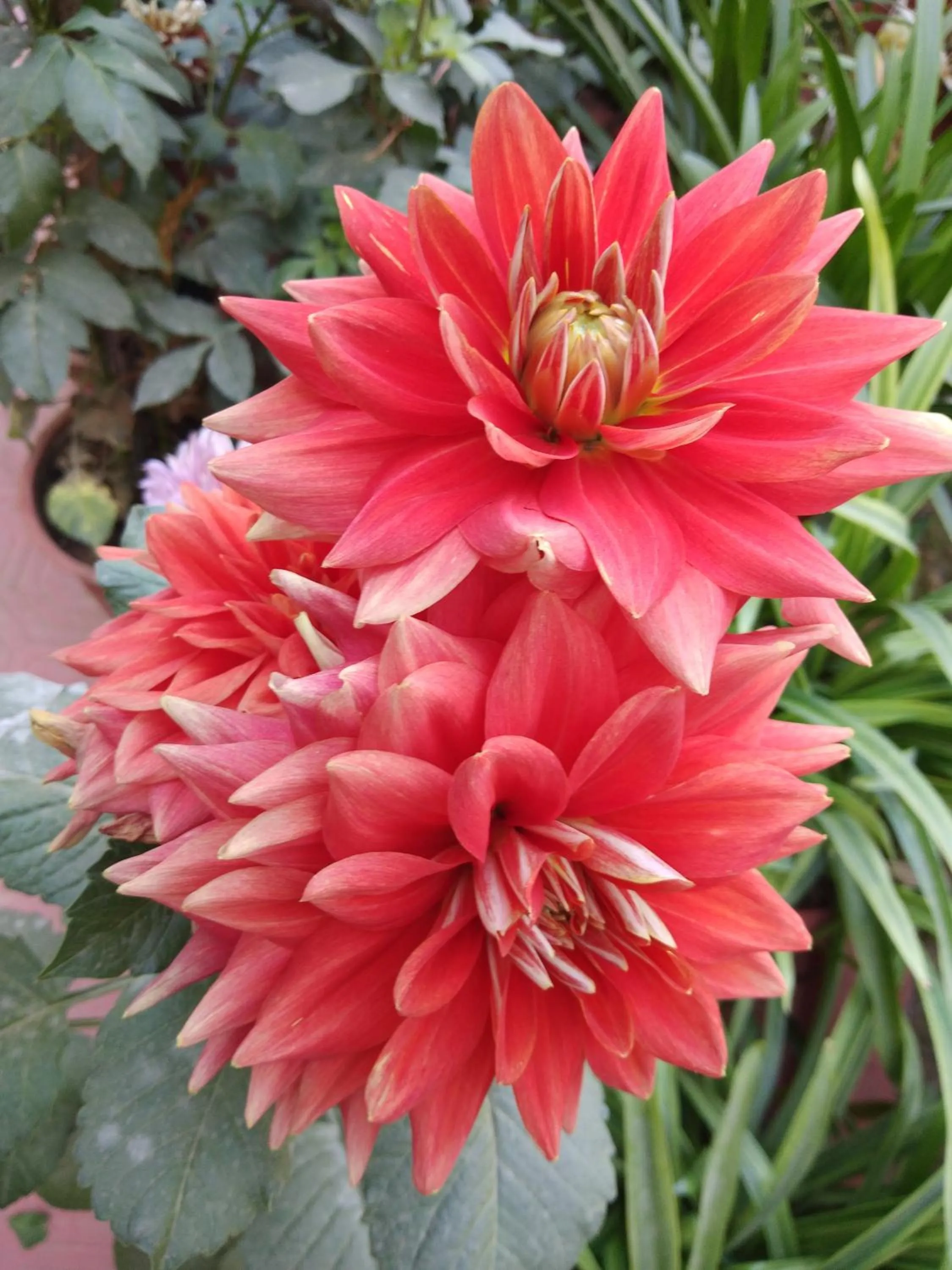 Garden in Hotel Meghniwas