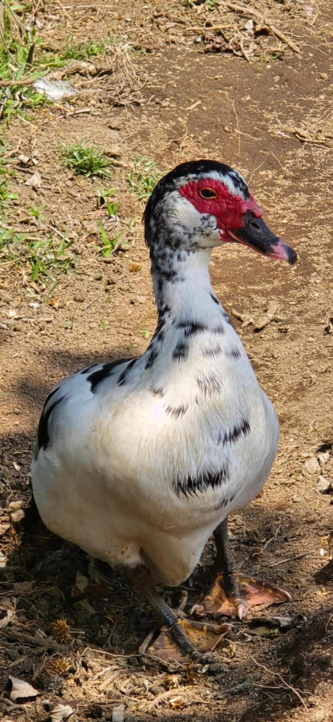 Pets in Hotel Almore