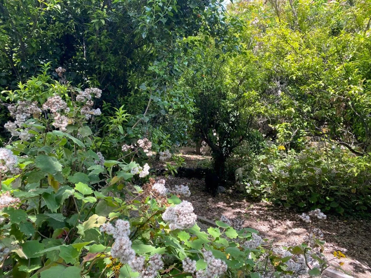 Natural landscape in Etna Botanic Garden
