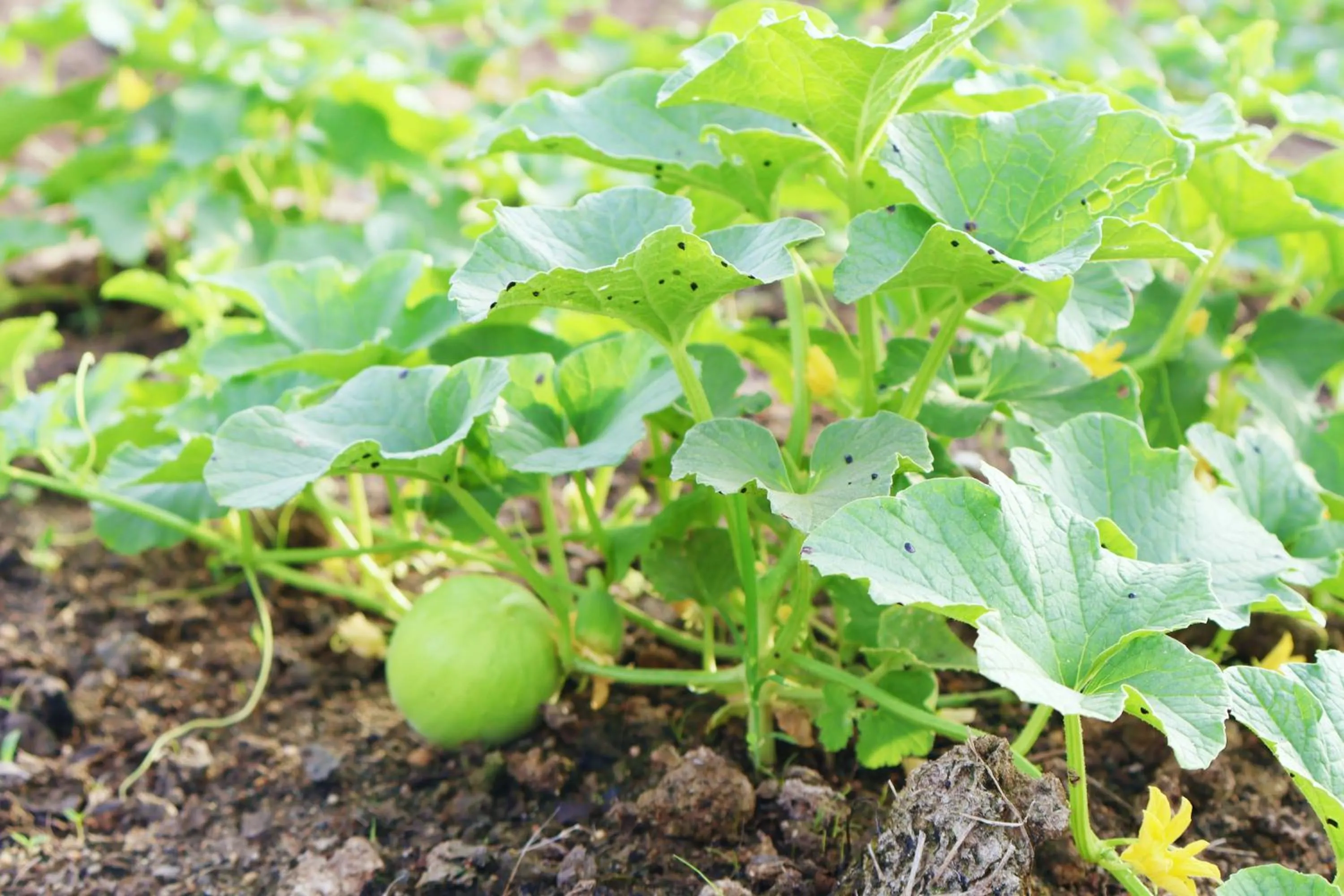Garden in Aquamarine Cam Ranh By Swandor - All Inclusive