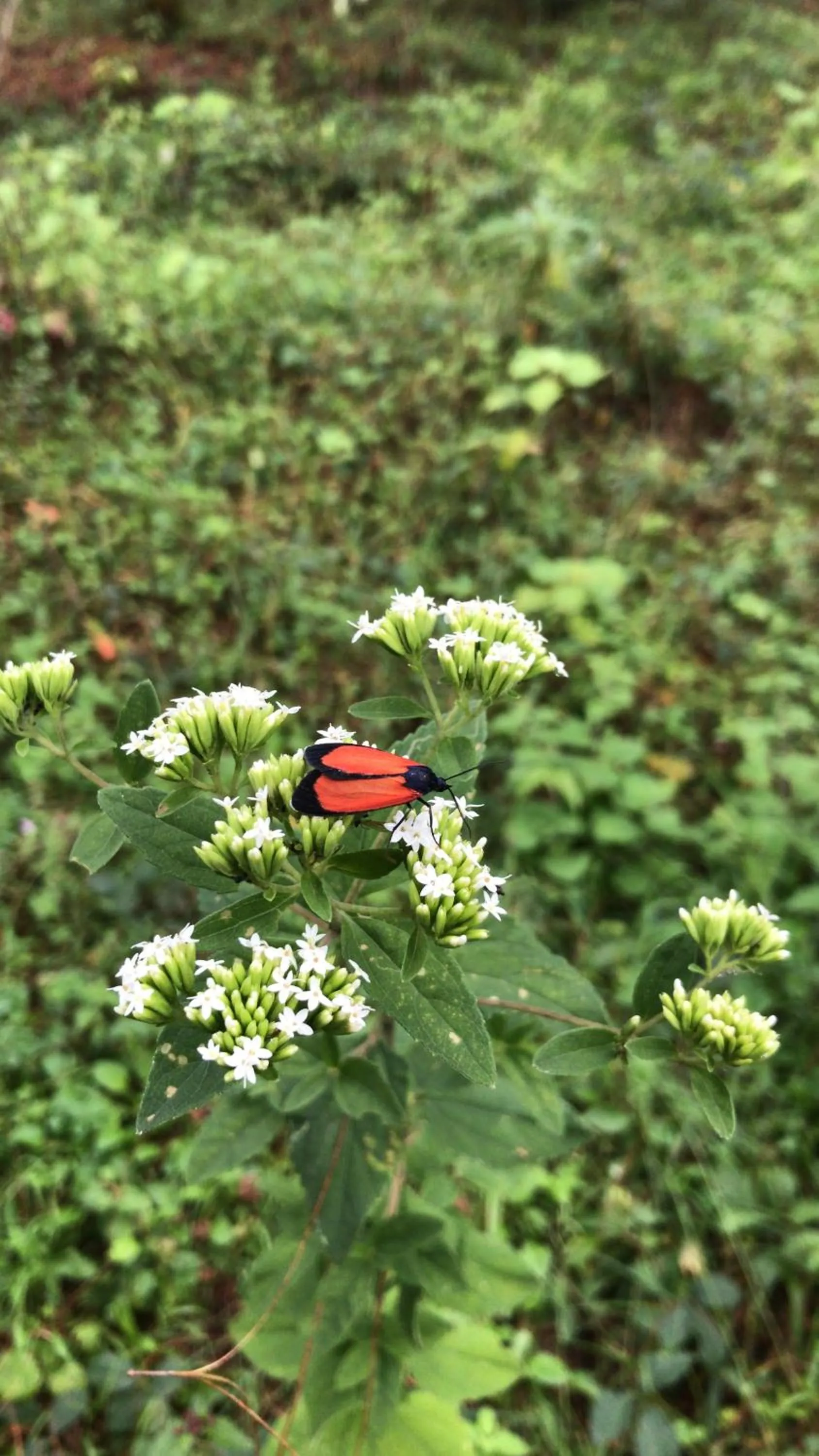 Off site in Cabañas 5 Pinos