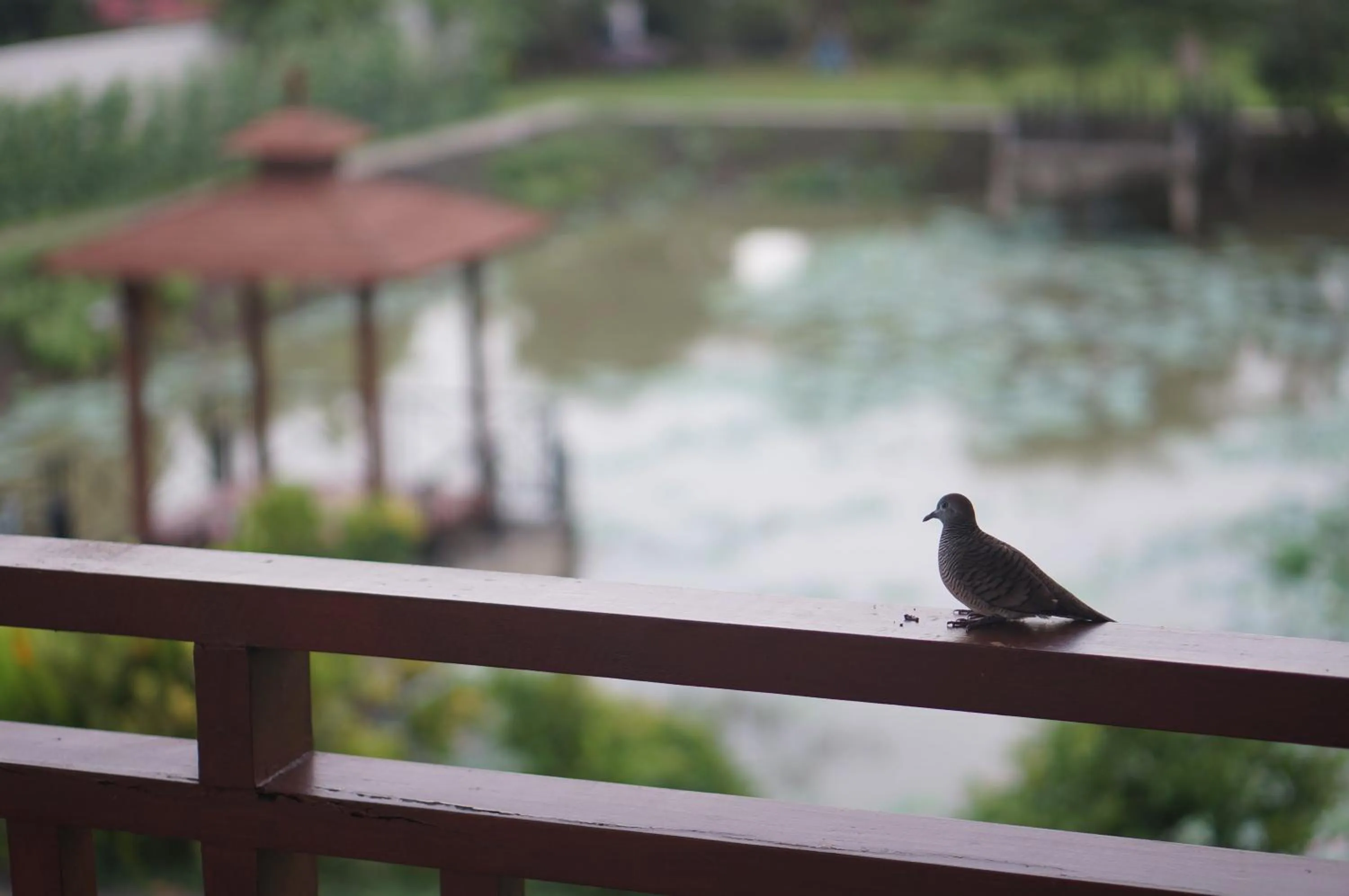 Garden in Thaihome Resort