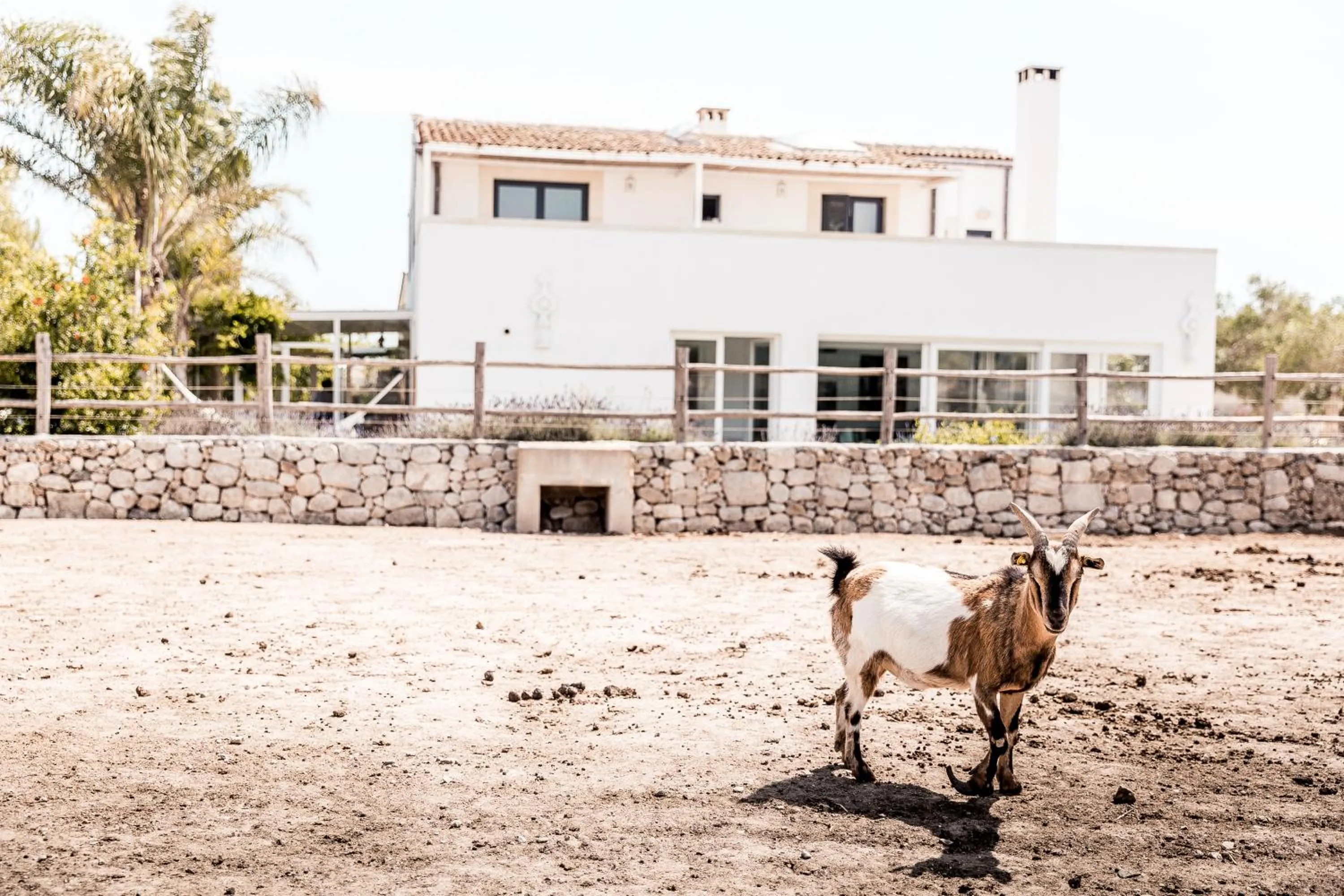 Balcony/Terrace in Masseria Prosperi