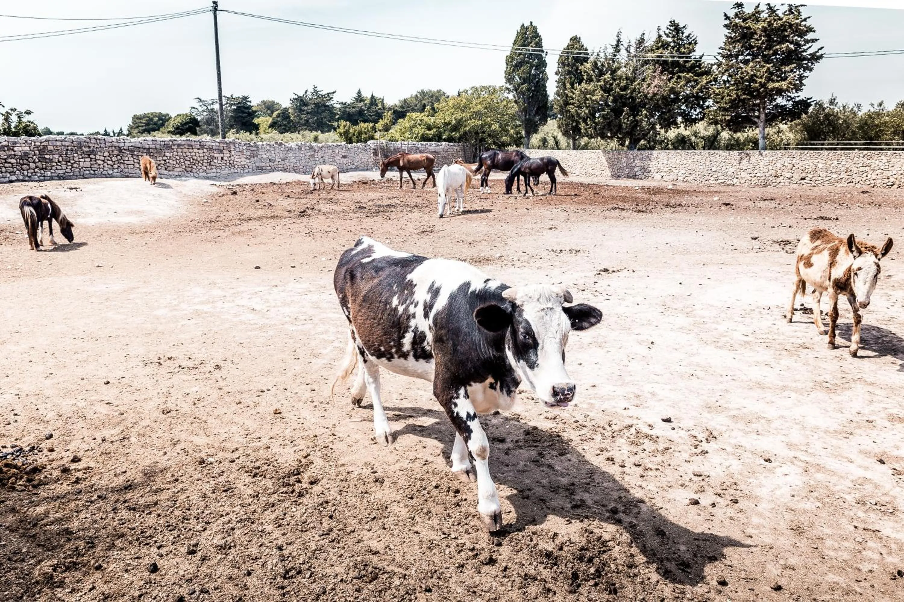 Animals in Masseria Prosperi
