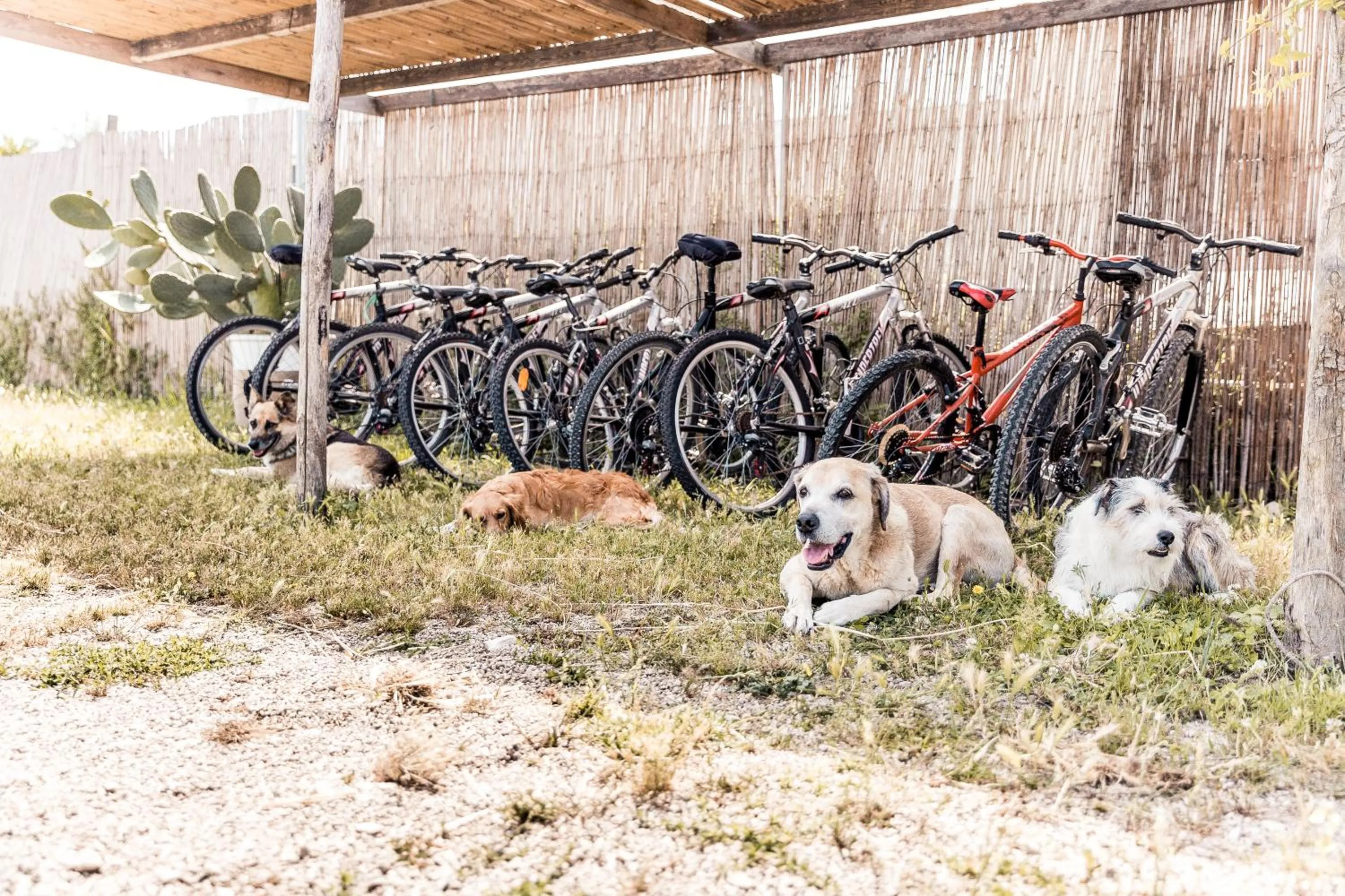 Cycling in Masseria Prosperi