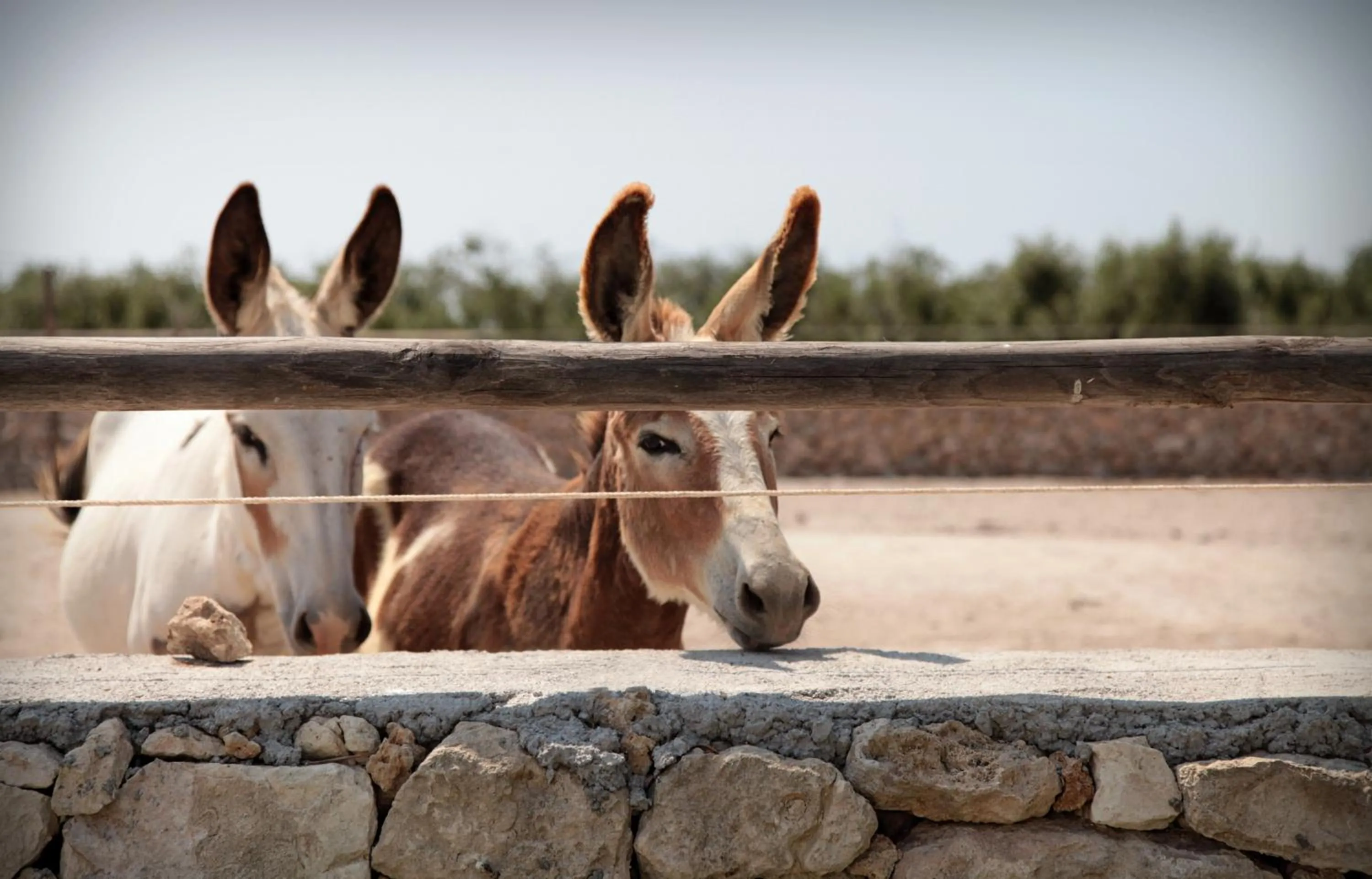 Pets in Masseria Prosperi