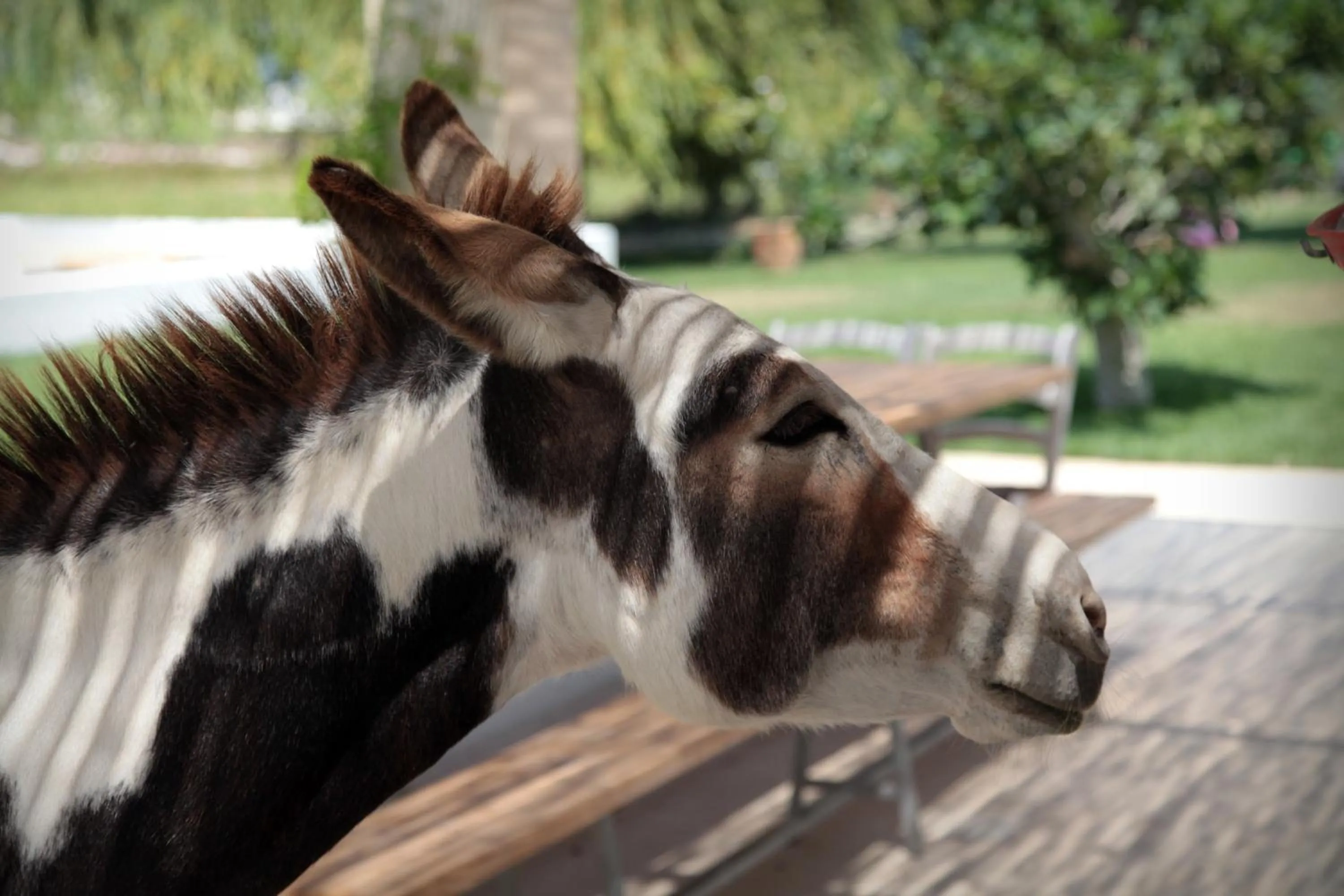 Pets in Masseria Prosperi