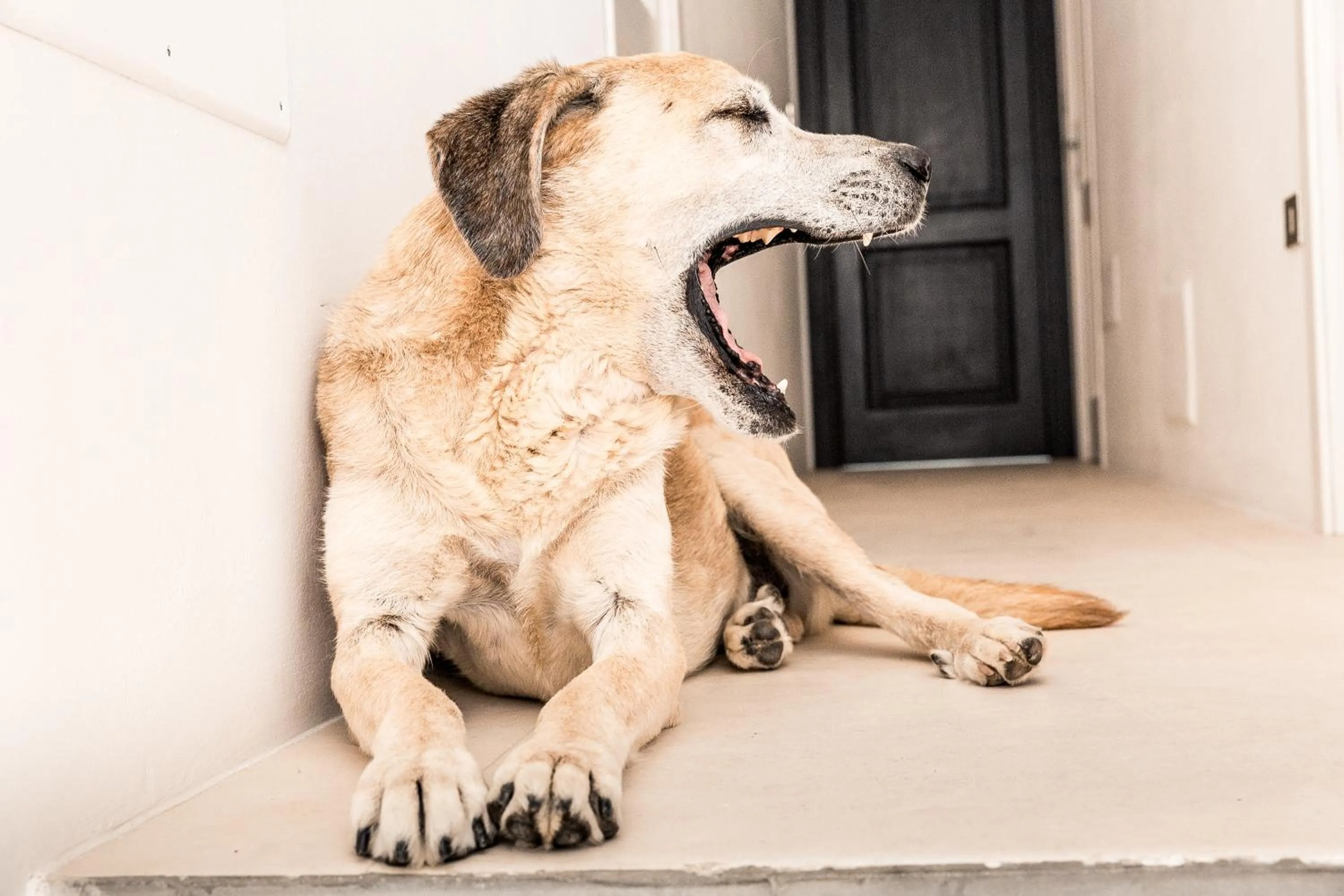 Pets in Masseria Prosperi