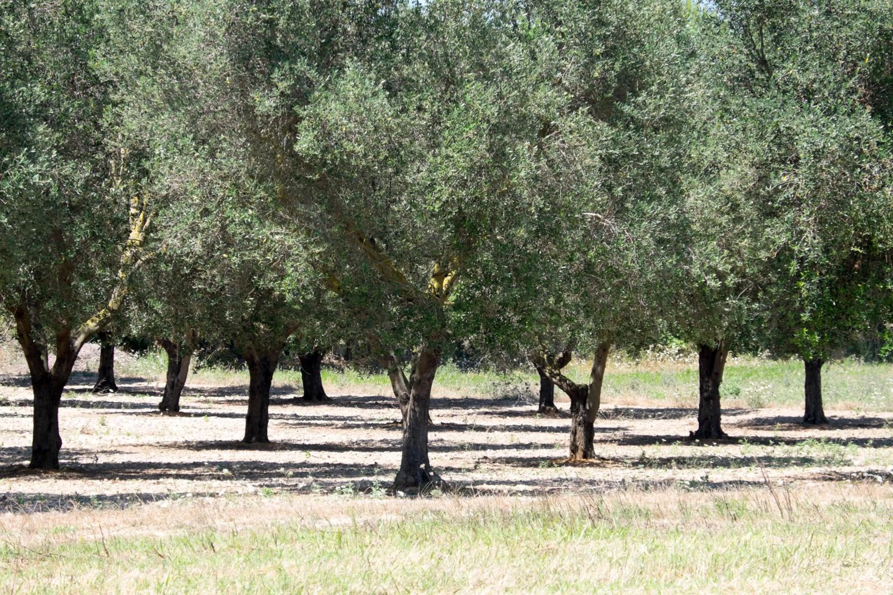 Natural landscape in Masseria Prosperi