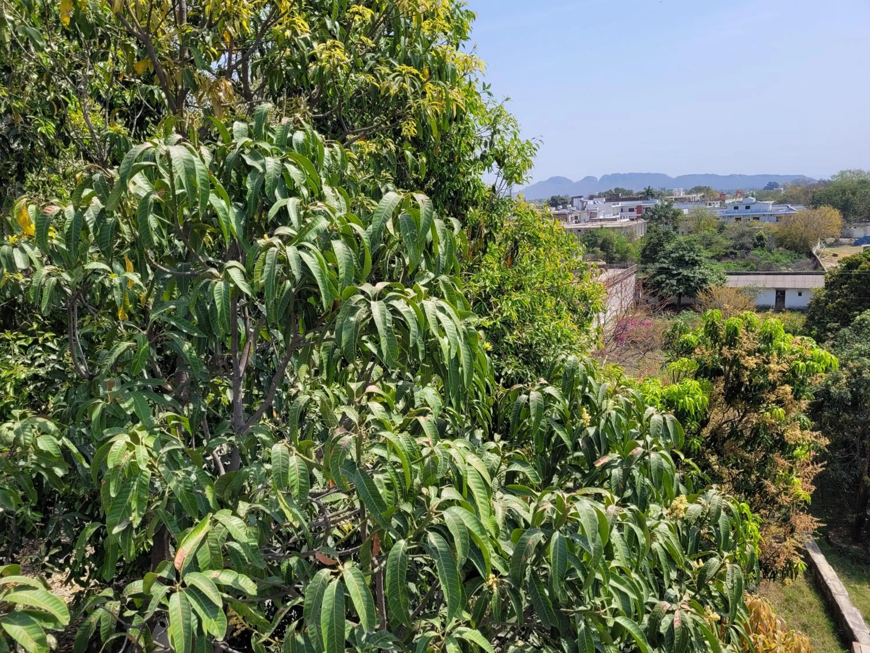Garden in Hotel Lakeside