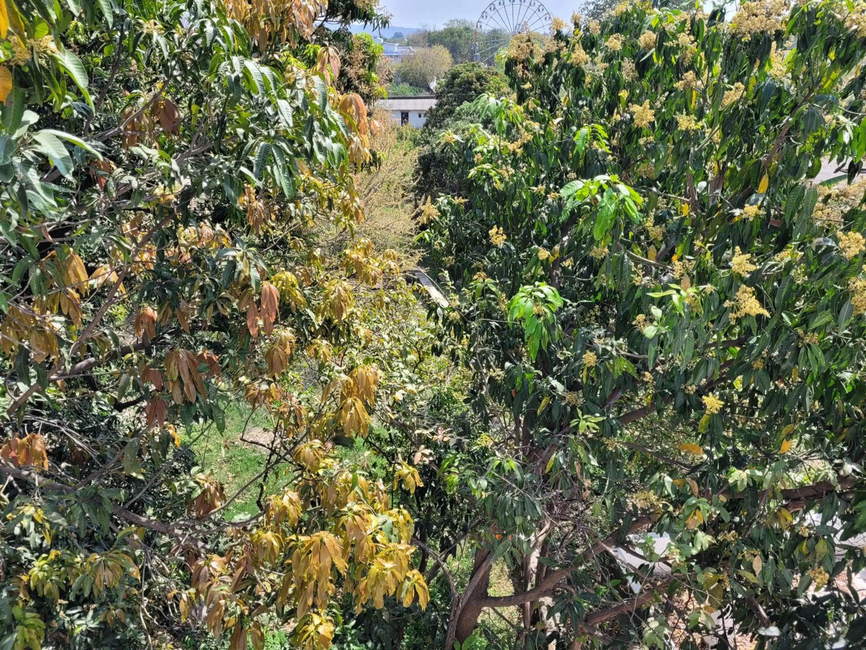 Garden in Hotel Lakeside