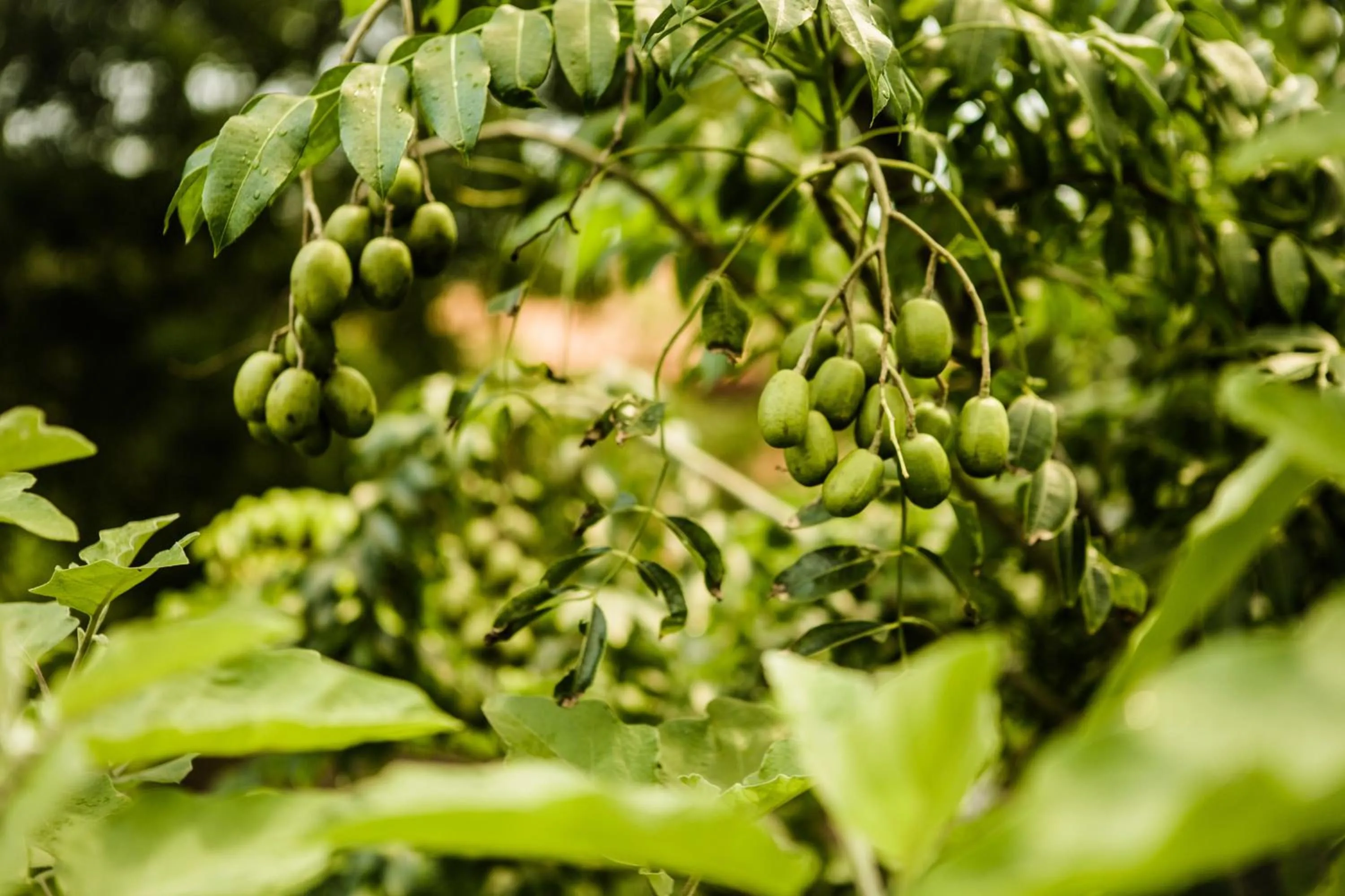 Thaulle Ayurveda Resort - Yala