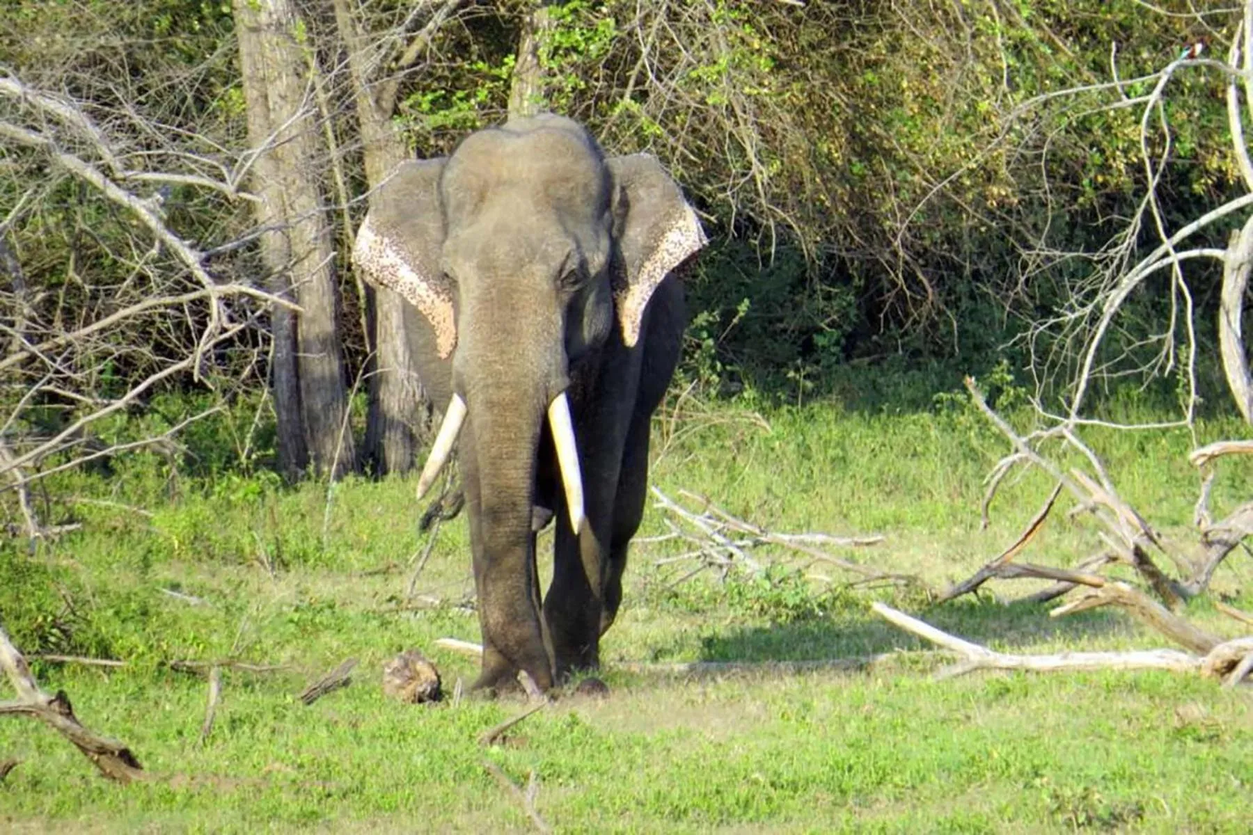 Animals in Thaulle Ayurveda Resort - Yala