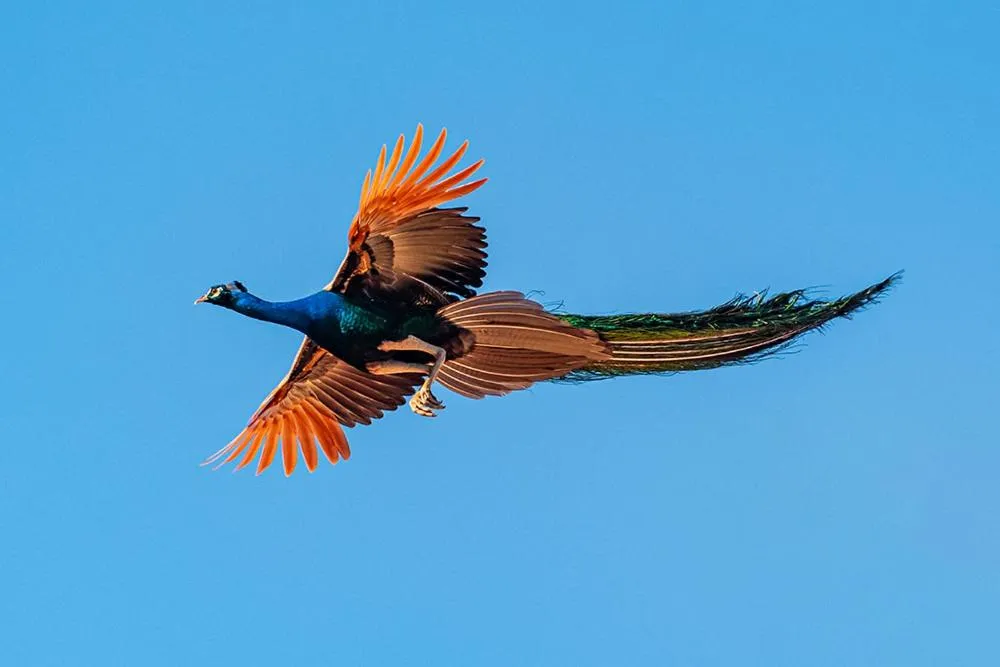 Thaulle Ayurveda Resort - Yala