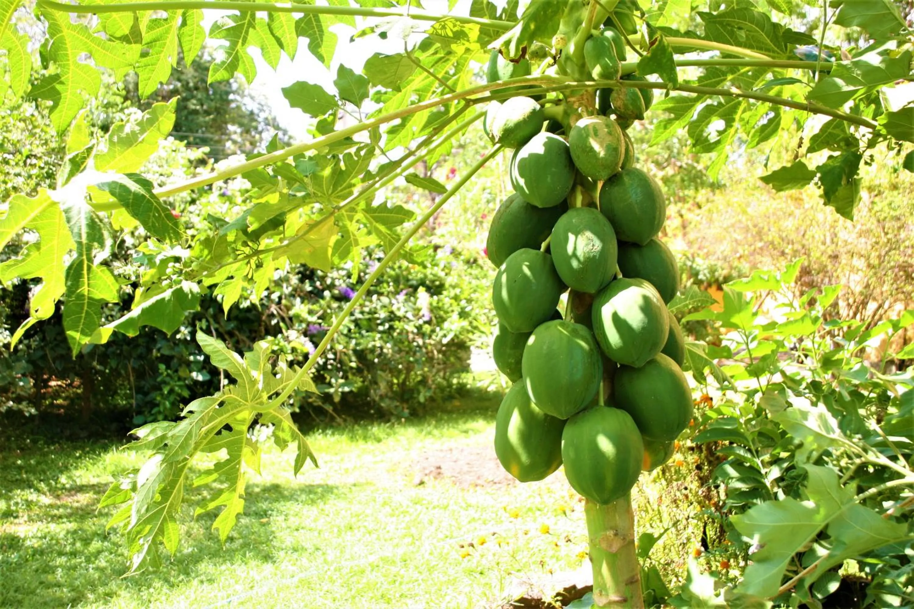 Thaulle Ayurveda Resort - Yala