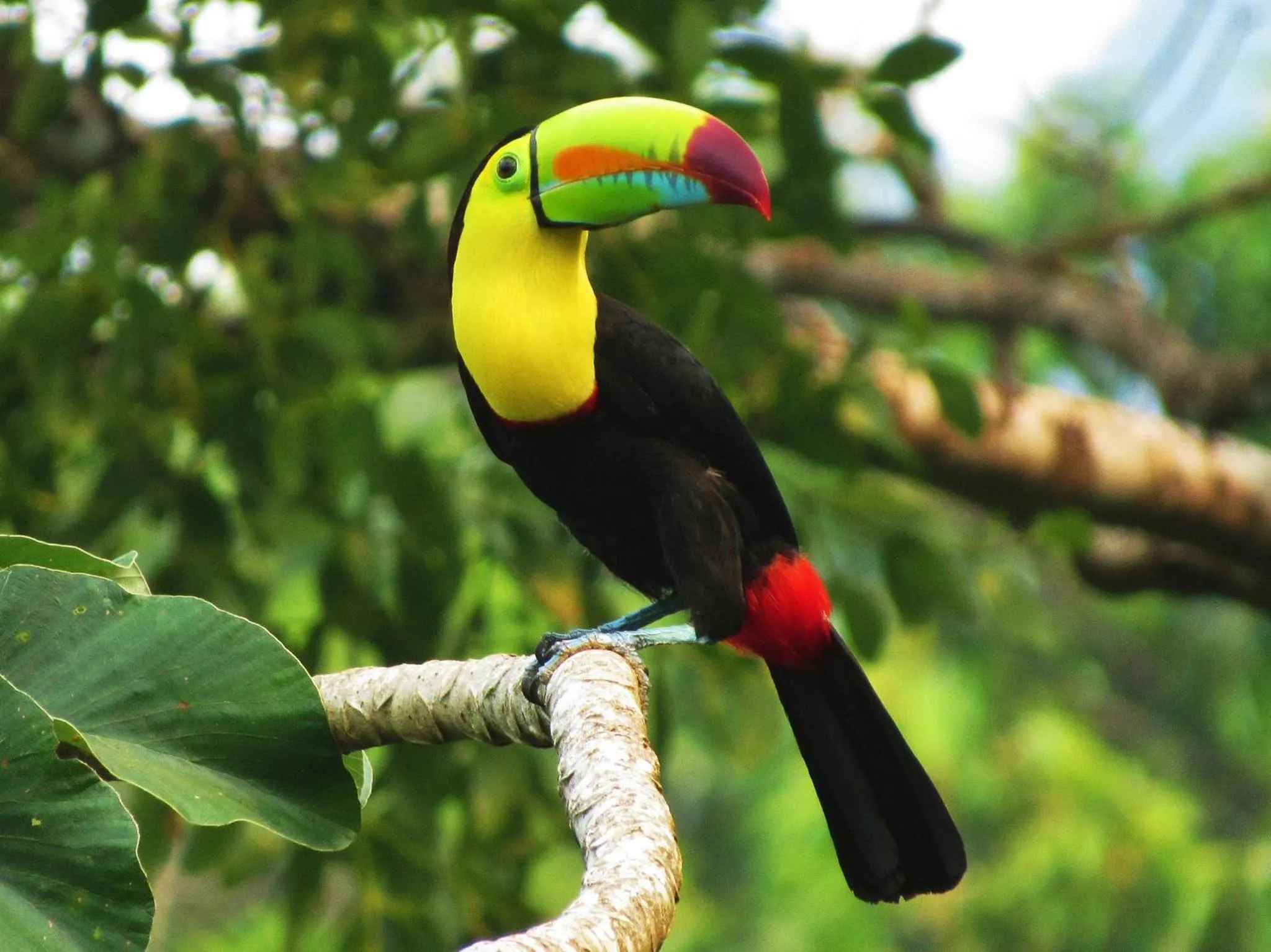Balcony/Terrace in Omega Tours Eco-Jungle Lodge