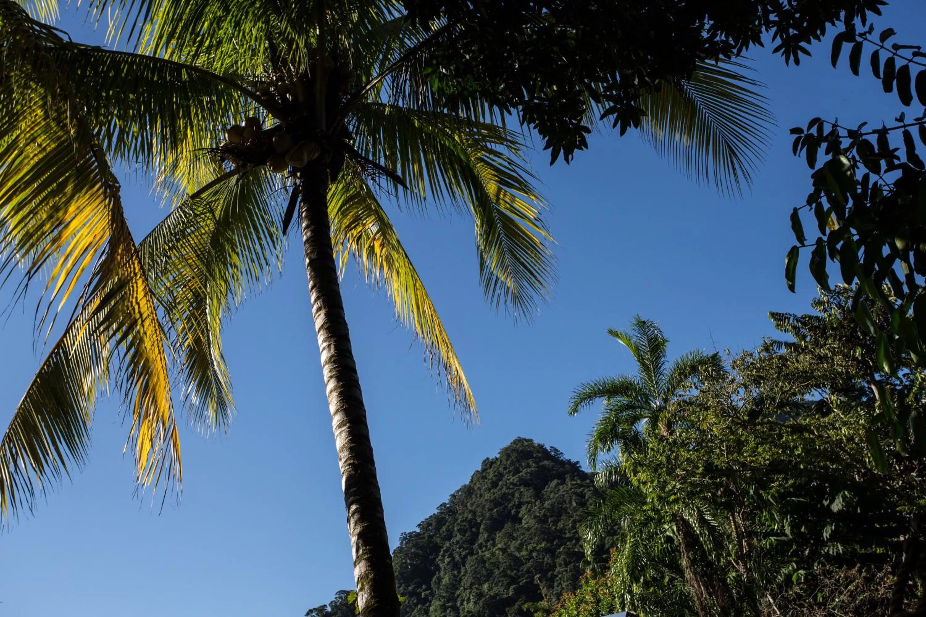 Mountain view in Omega Tours Eco-Jungle Lodge