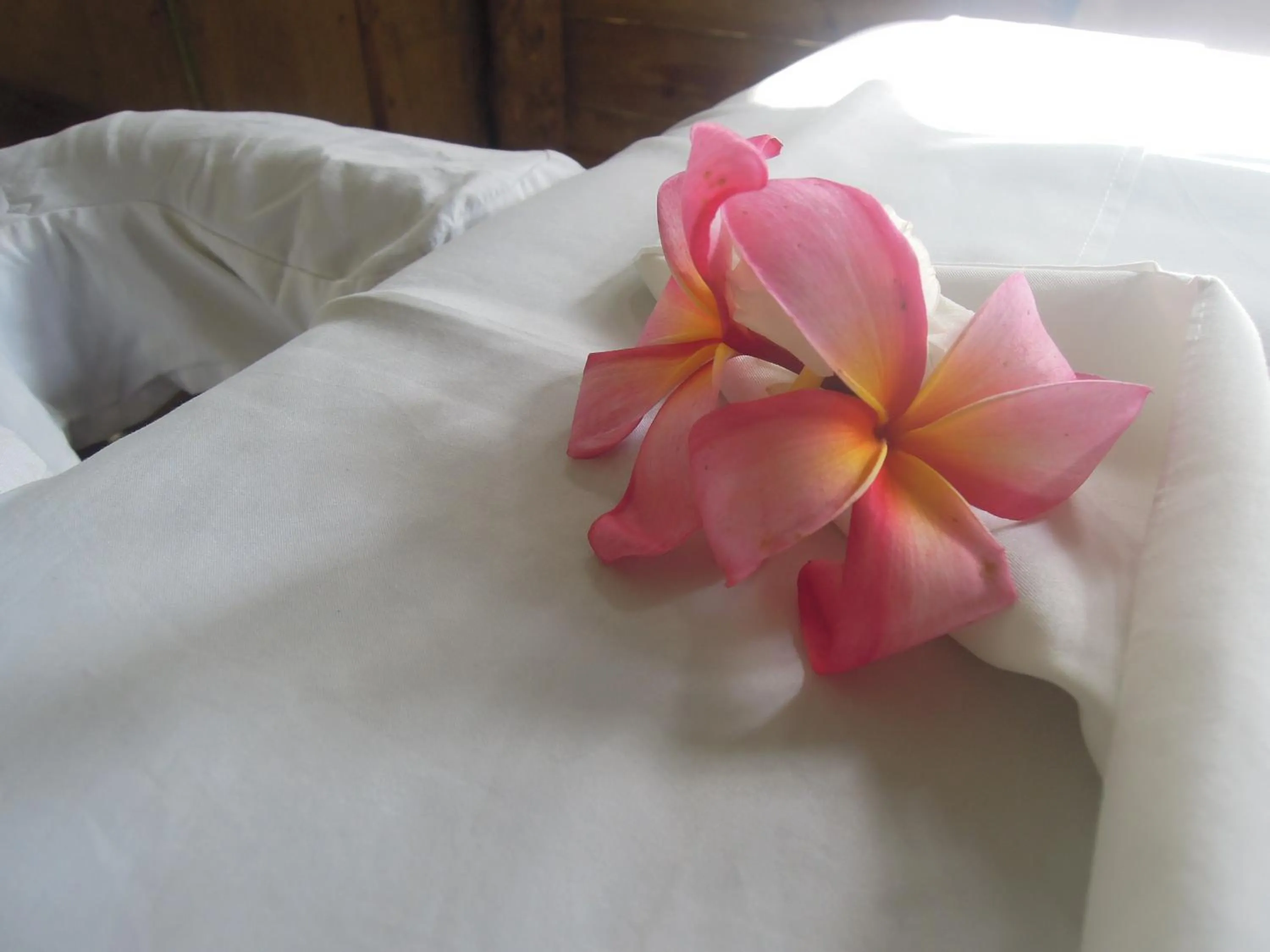 Activities, Bed in Omega Tours Eco-Jungle Lodge