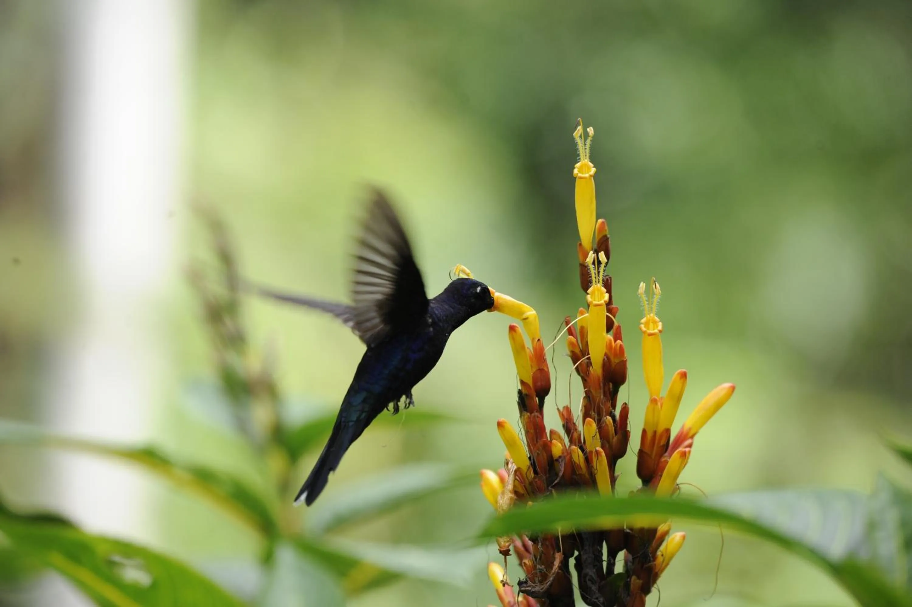Patio in Omega Tours Eco-Jungle Lodge
