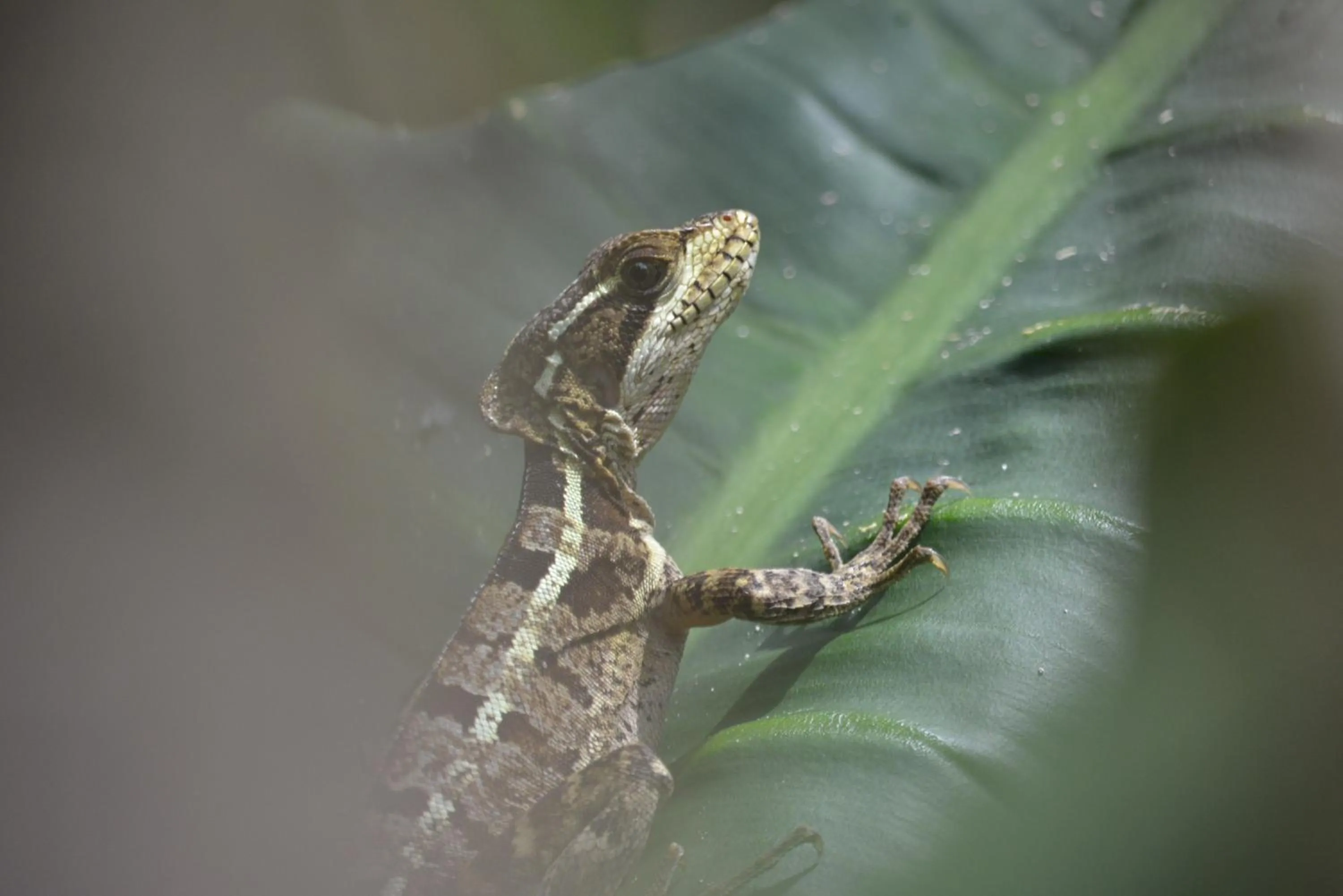 Garden in Omega Tours Eco-Jungle Lodge