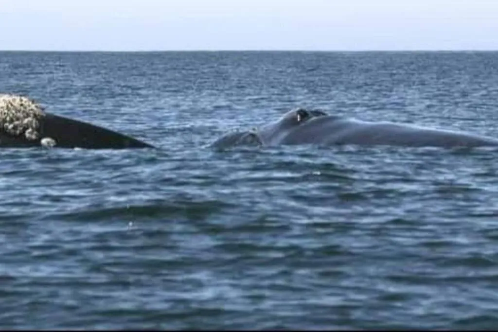 Animals in 65onCliff