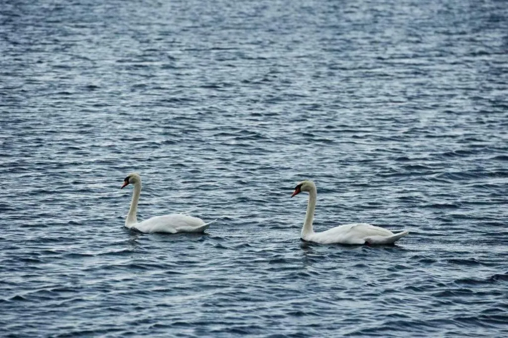 Villa Fiamegou Andros