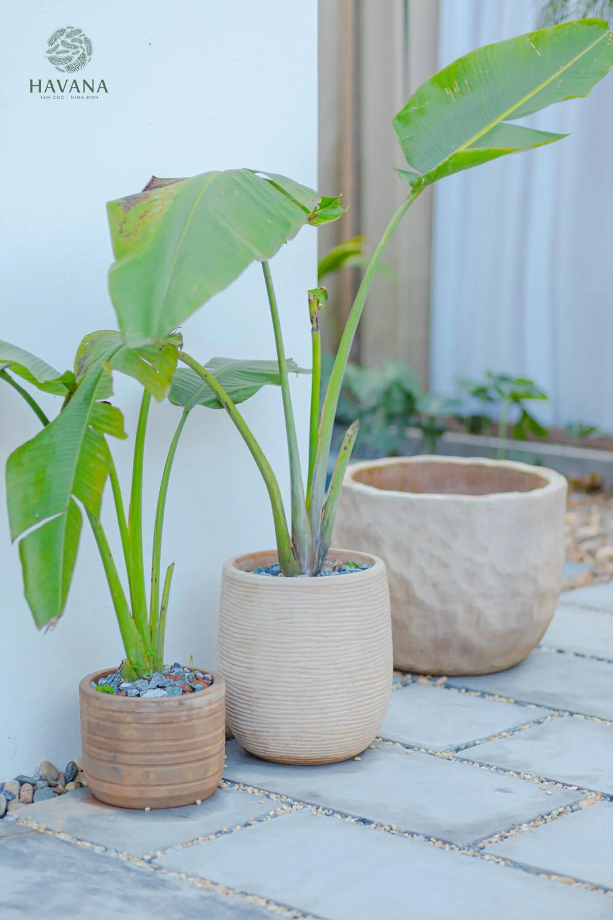 Havana Tam Coc Ninh Binh