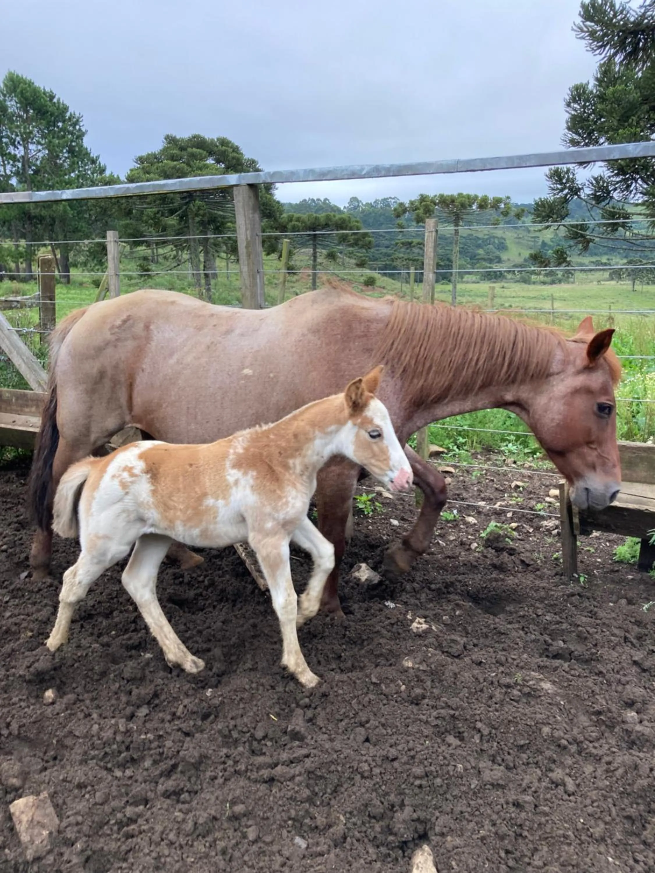 Horse-riding in Pousada Água Santa