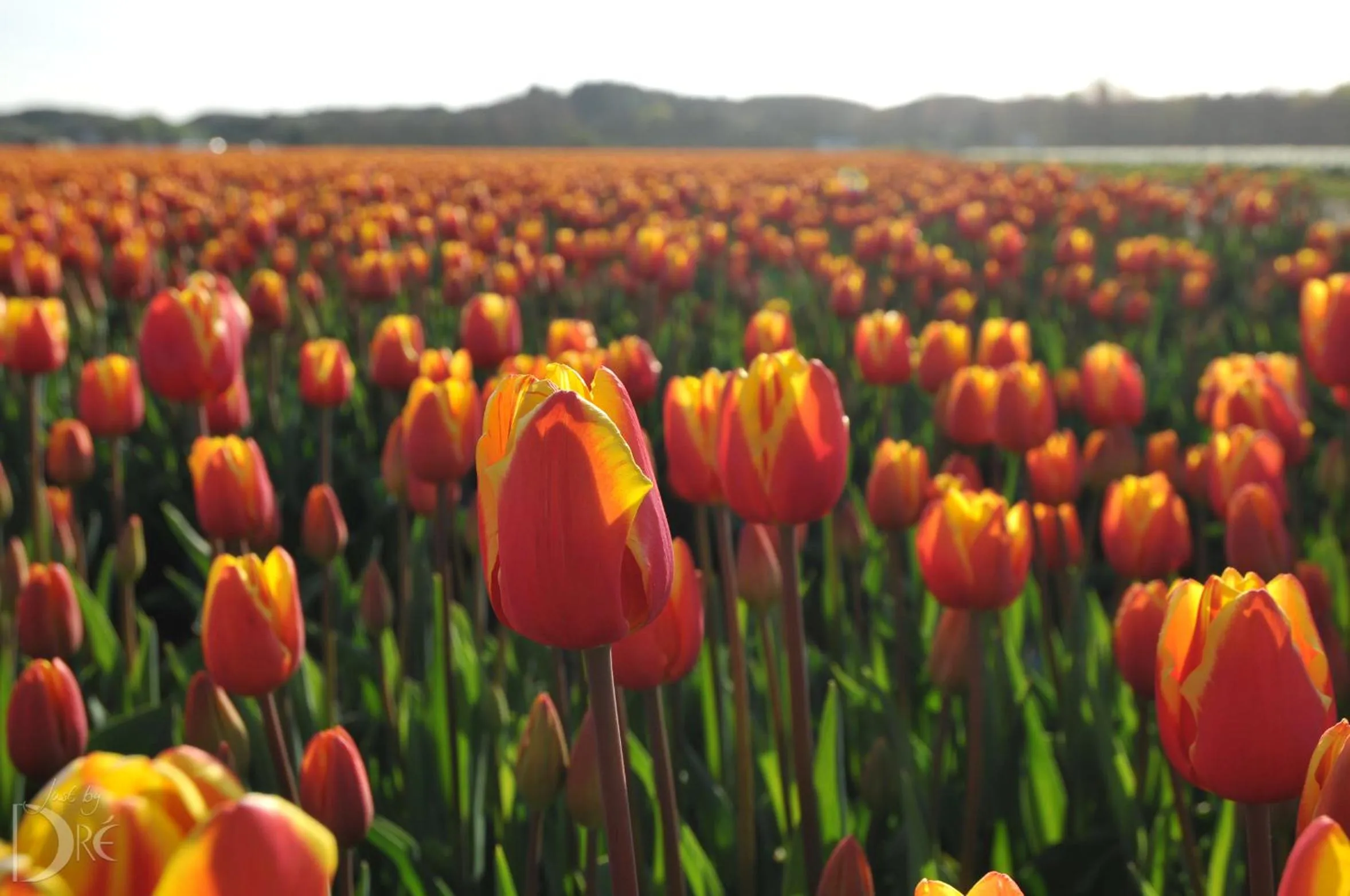 Neighbourhood in Strandhotel de Vassy