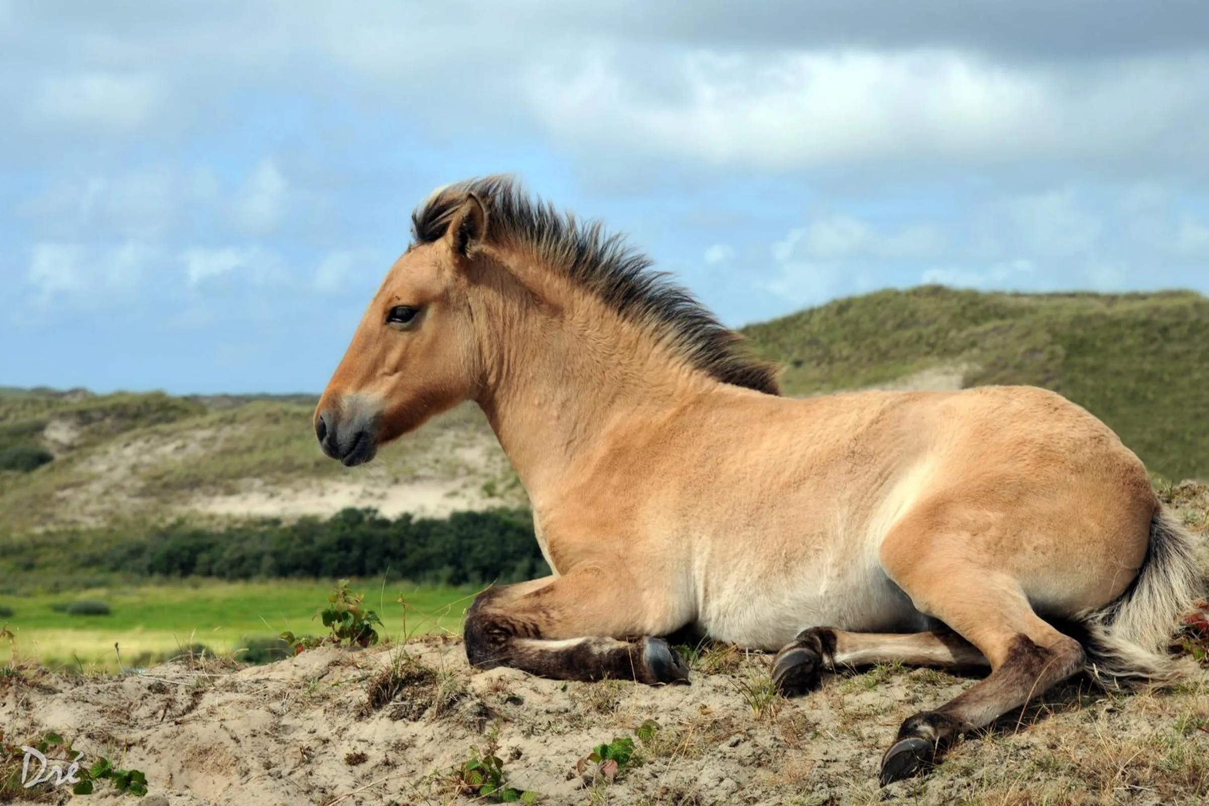 Area and facilities in Strandhotel de Vassy
