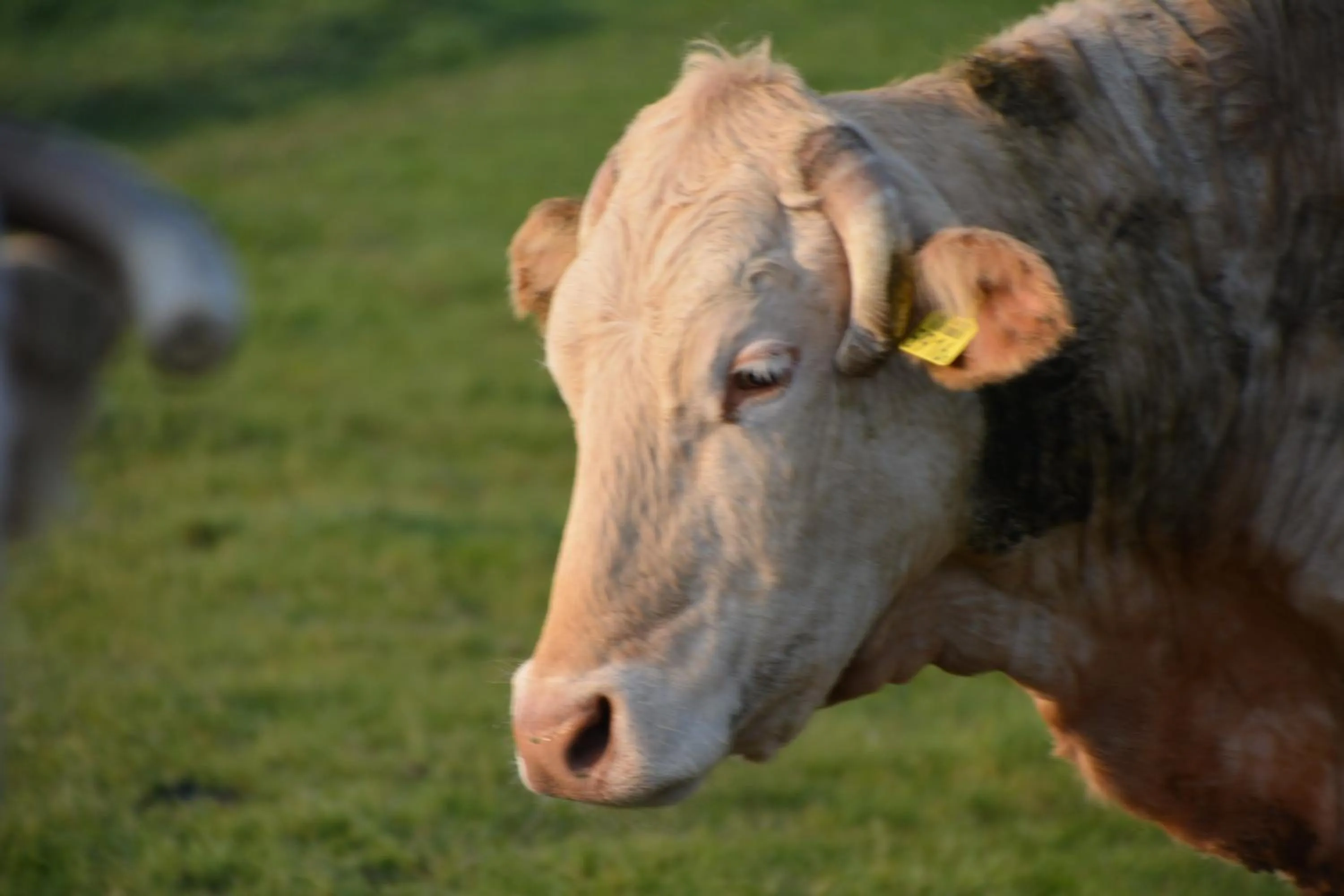 Animals in De Rozenstruik