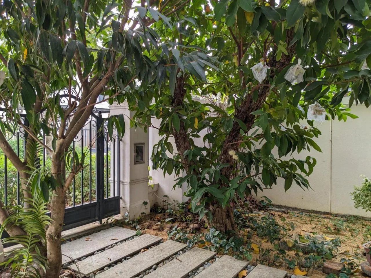 Spring in Thong Dong Homestay