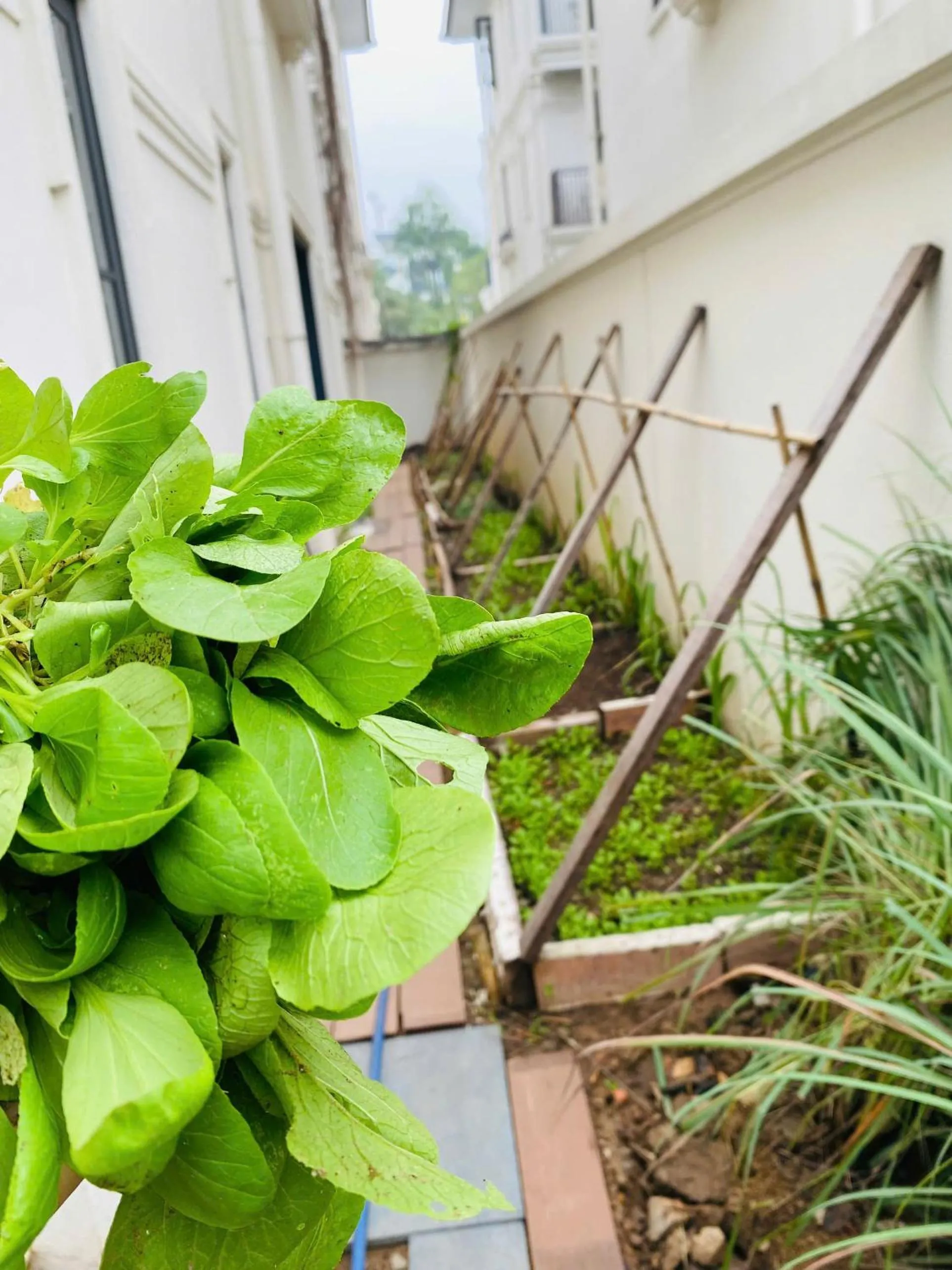 Garden in Thong Dong Homestay
