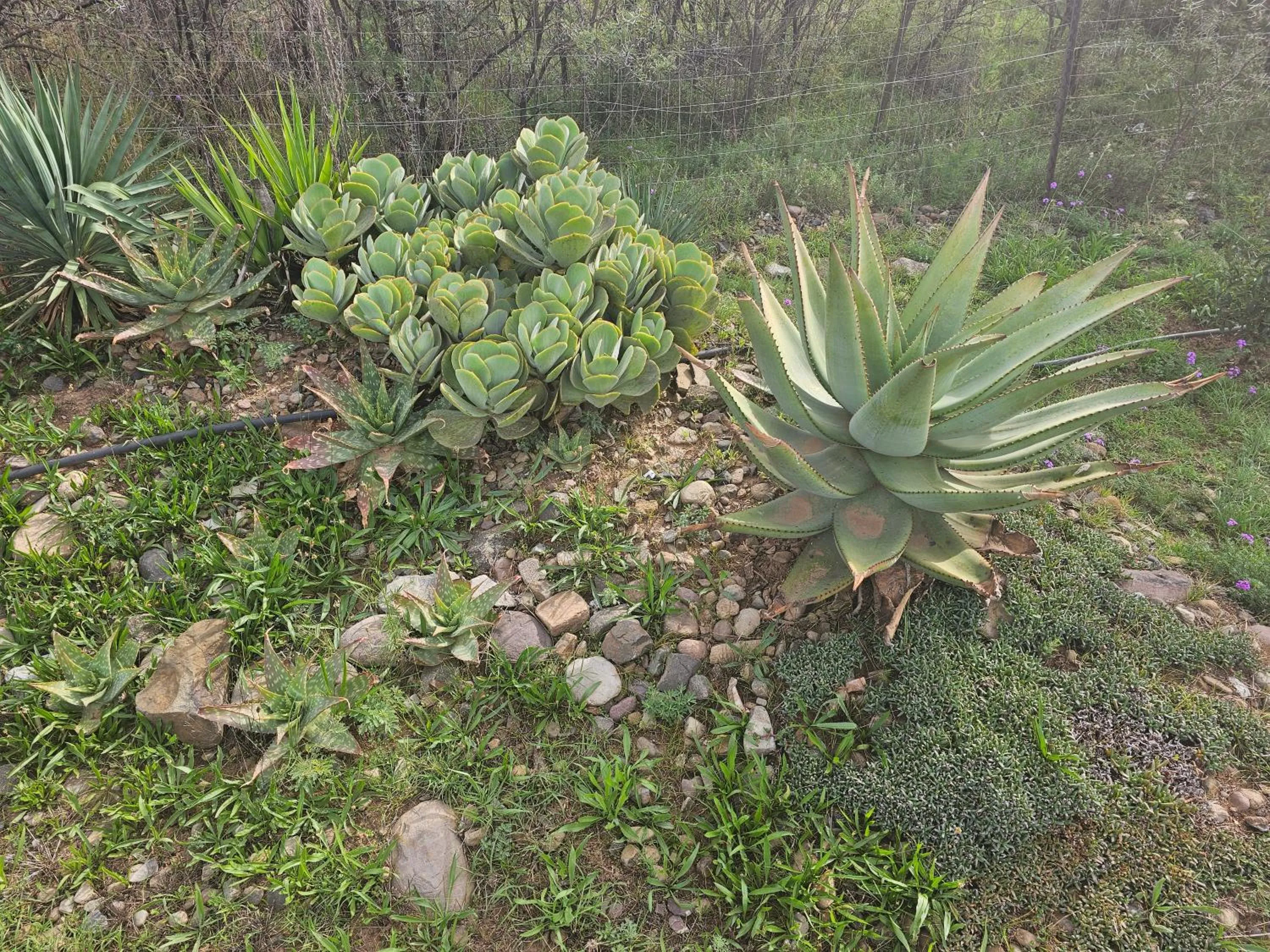 Garden in Amberdale Estate Self Catering