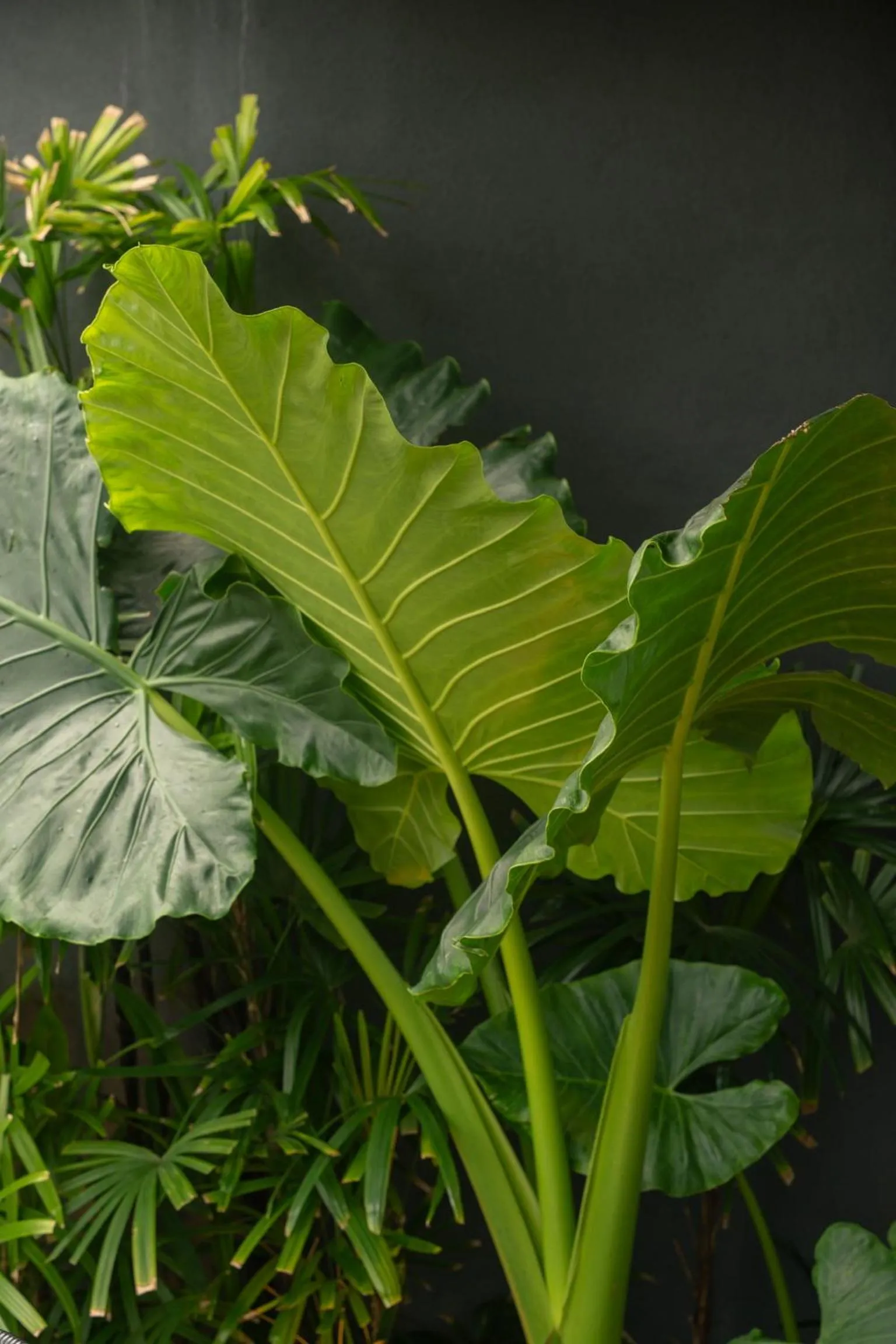 DORMERO Hotel Sri Lanka Hikkaduwa Beach