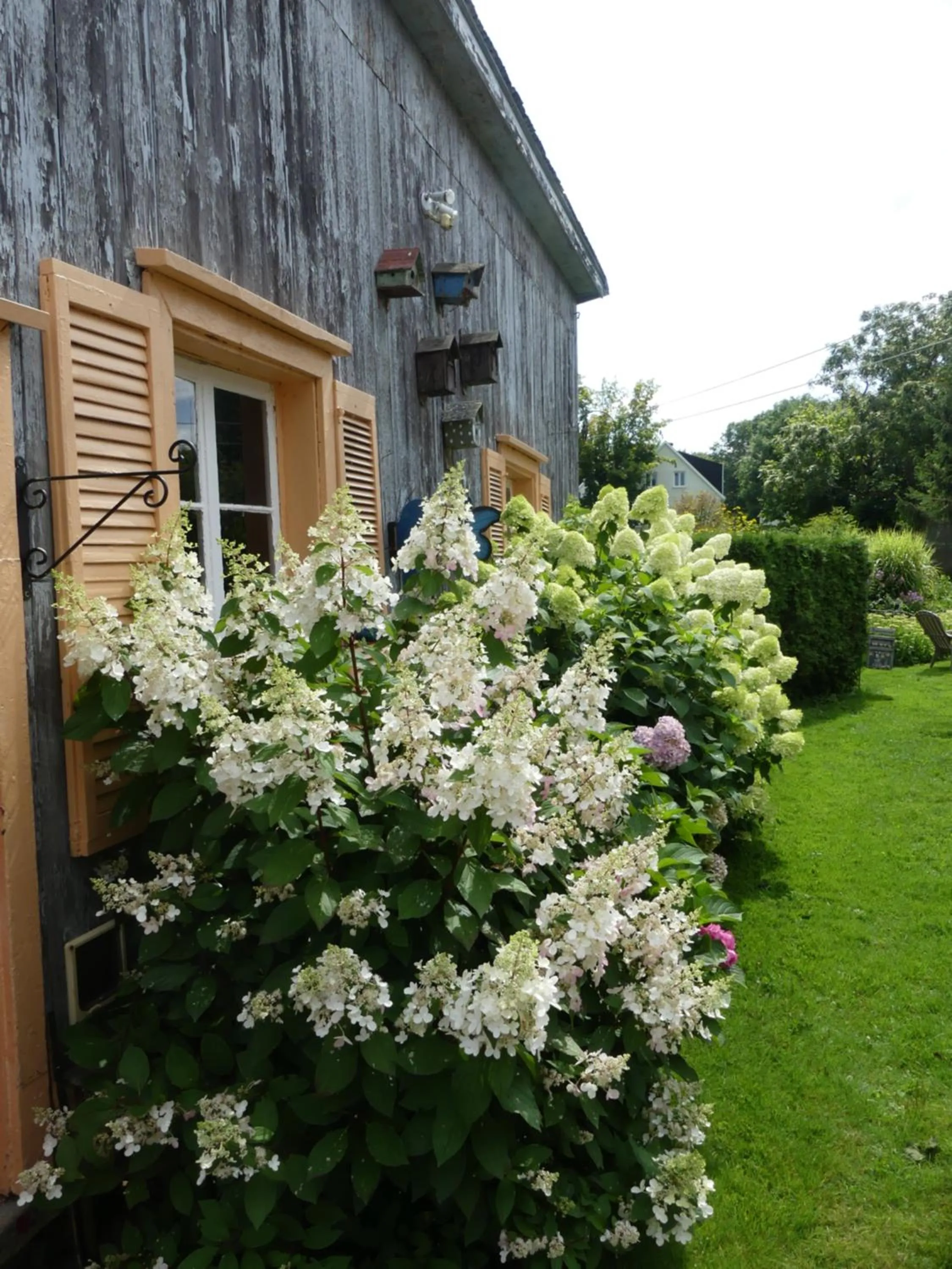 Garden in Gîte du Village - Deschambault
