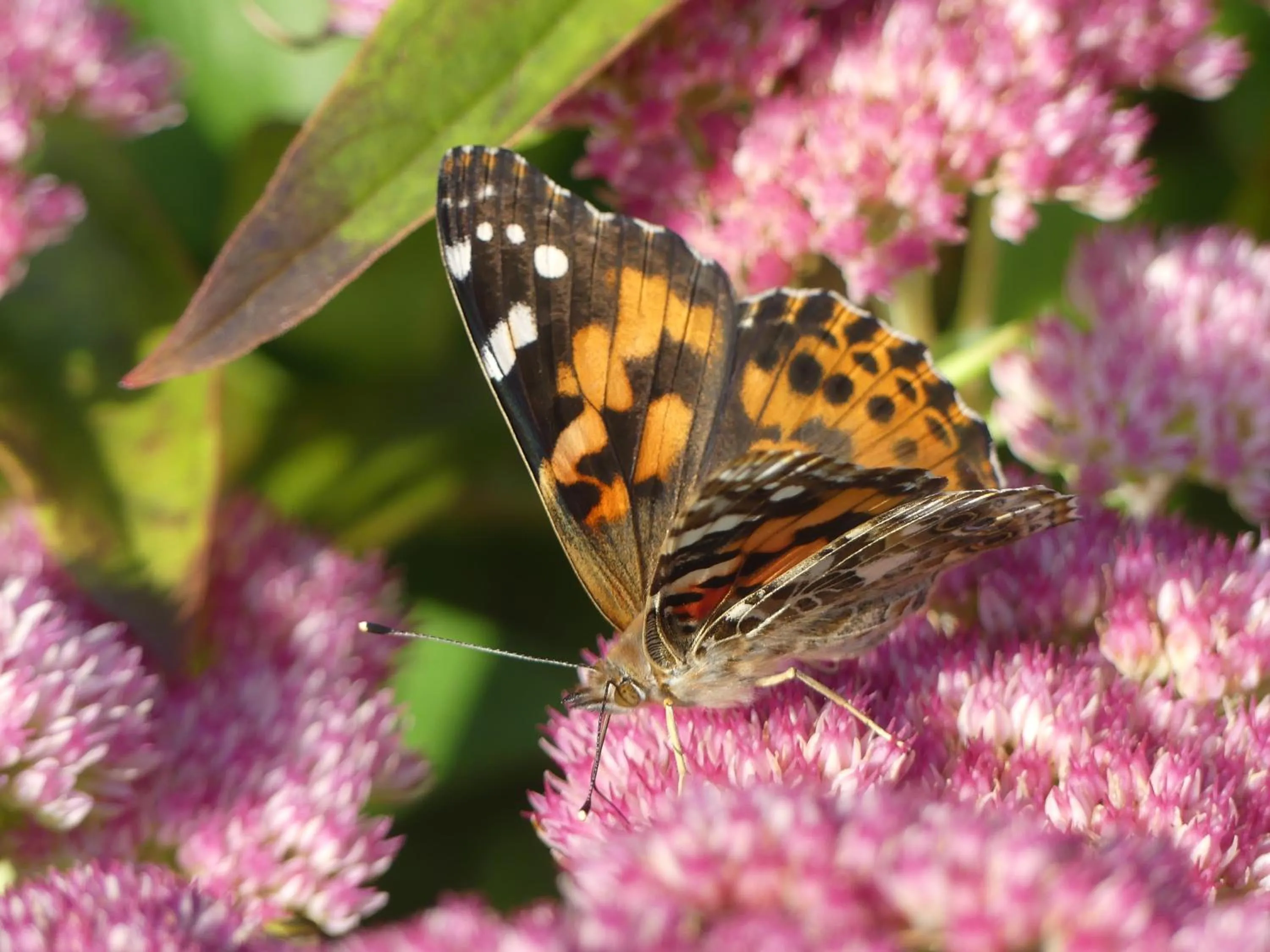 Garden in Gîte du Village - Deschambault