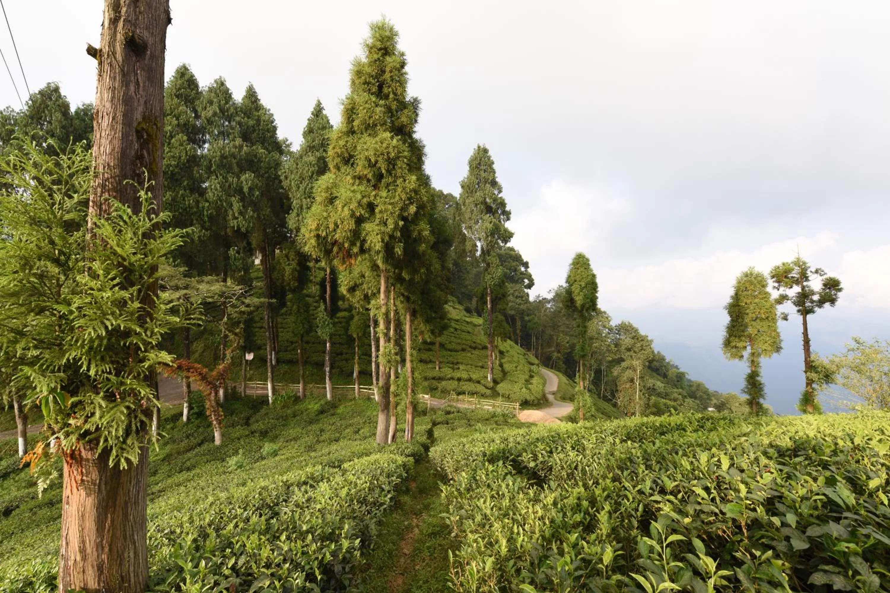 On site in Sourenee Tea Estate