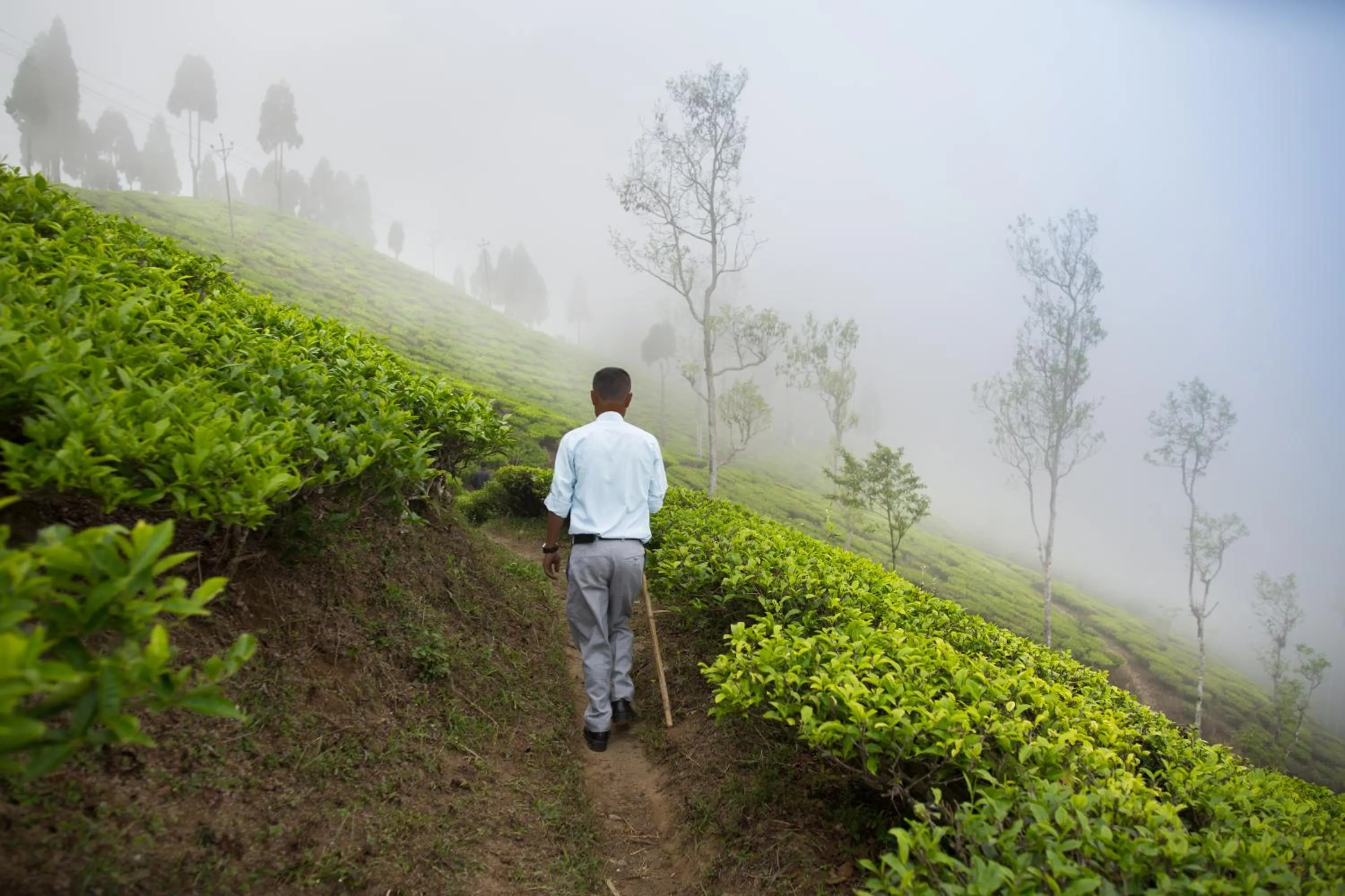 Sourenee Tea Estate