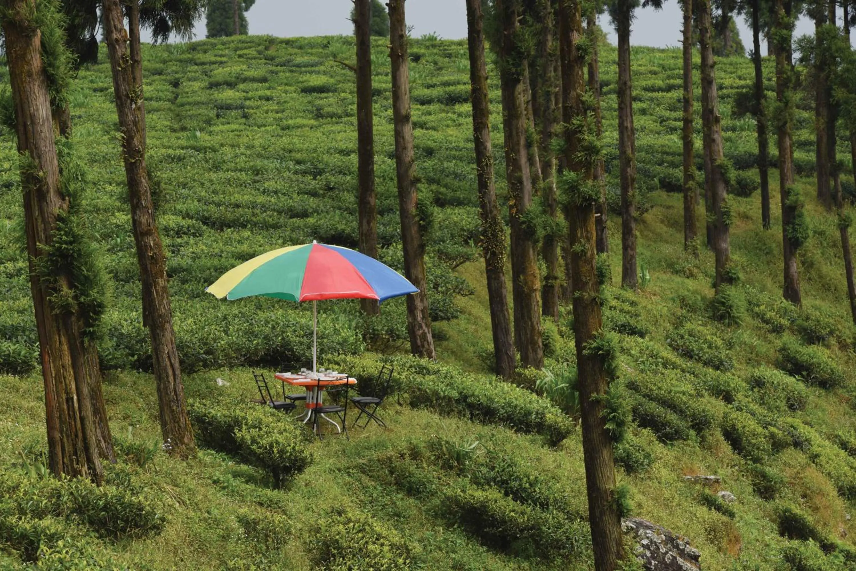 Sourenee Tea Estate