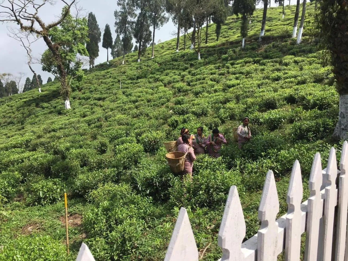People in Sourenee Tea Estate