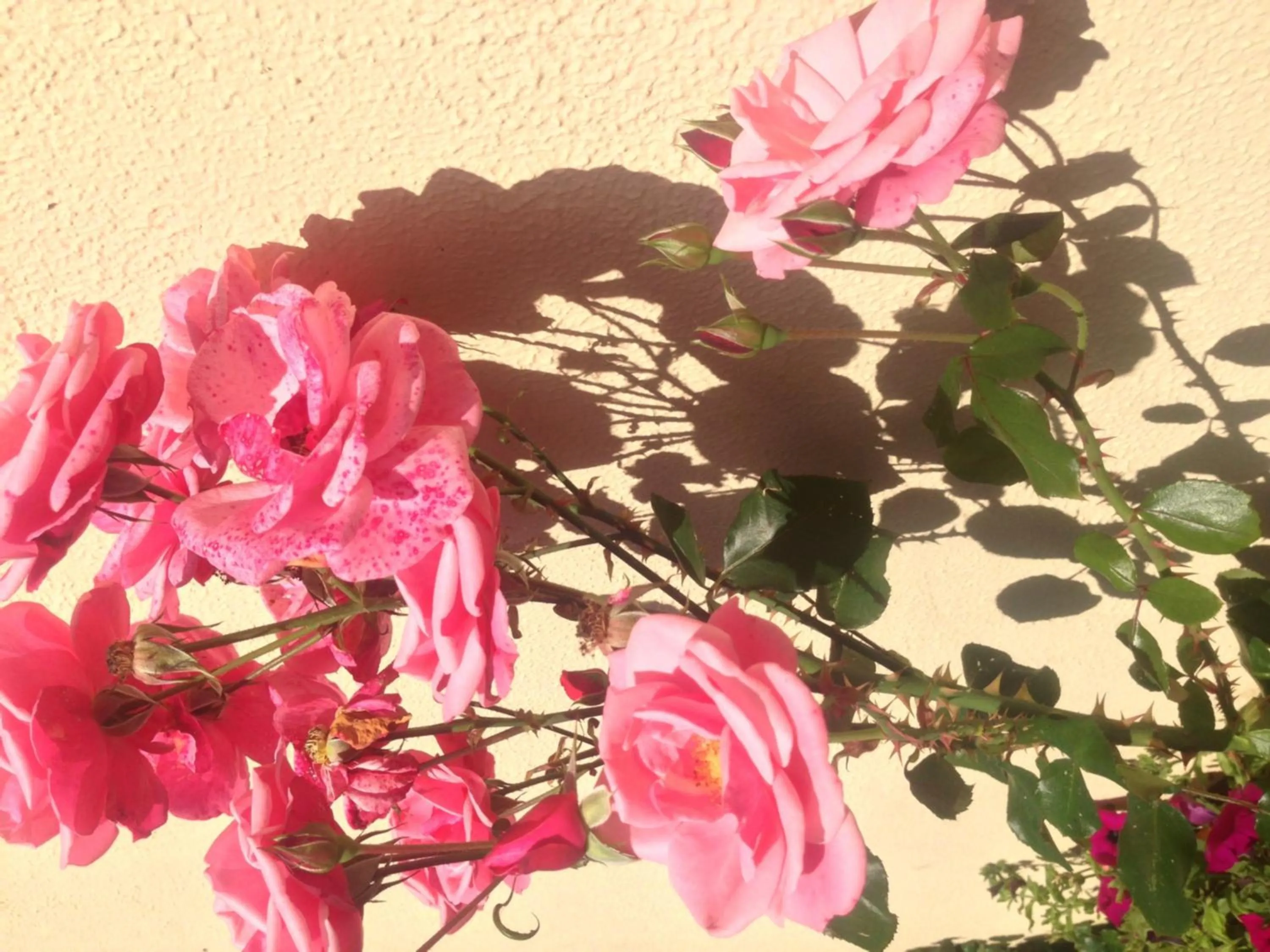 Garden in Aran Lodge