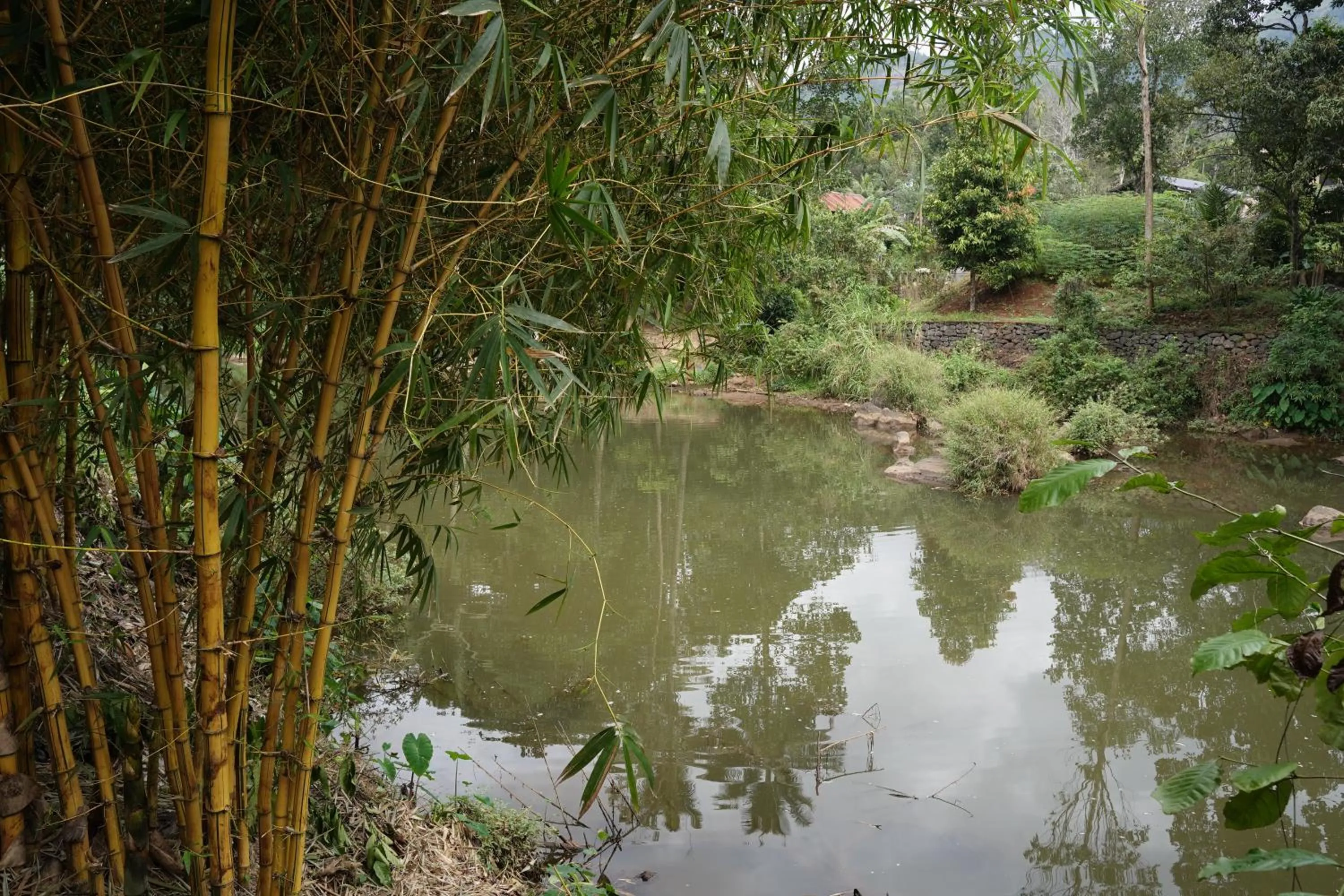 The wayside cottage Munnar
